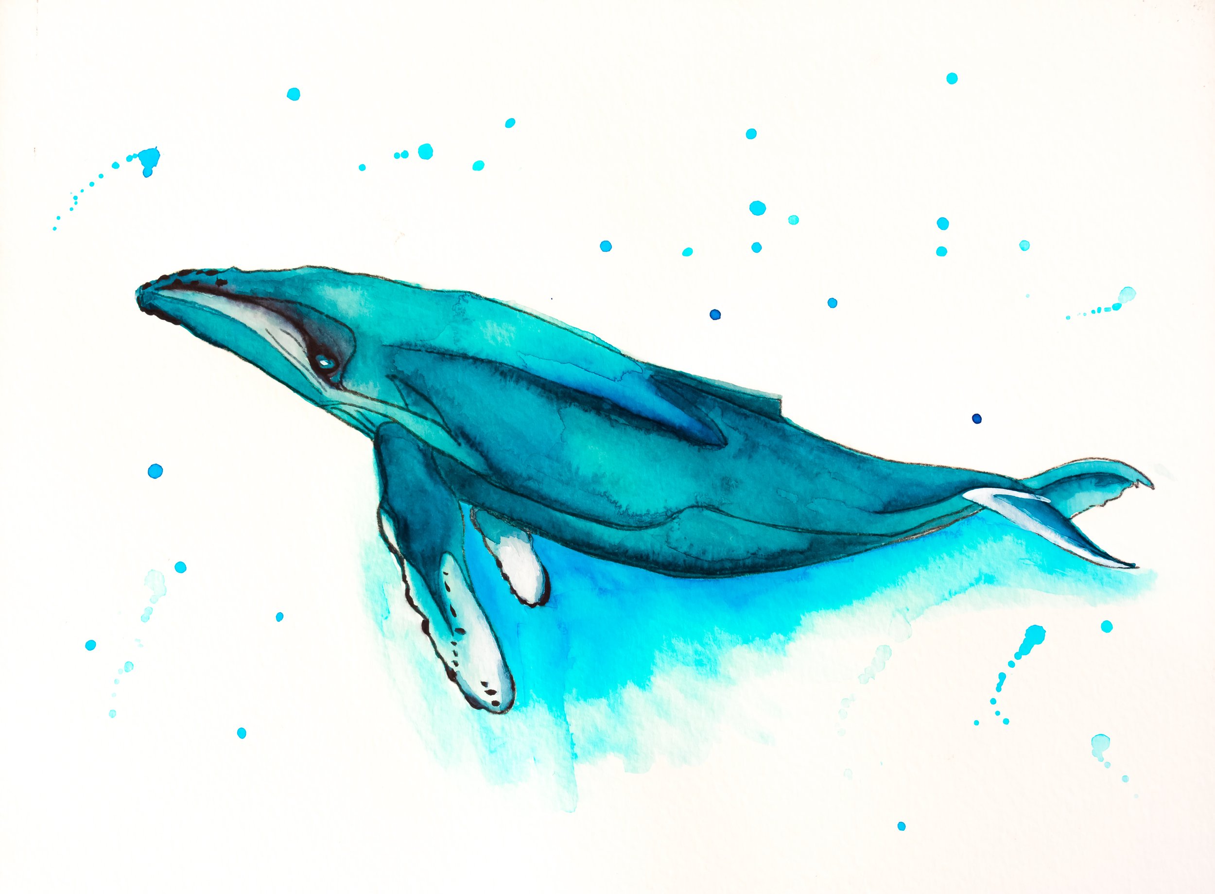 Humpback Whale
