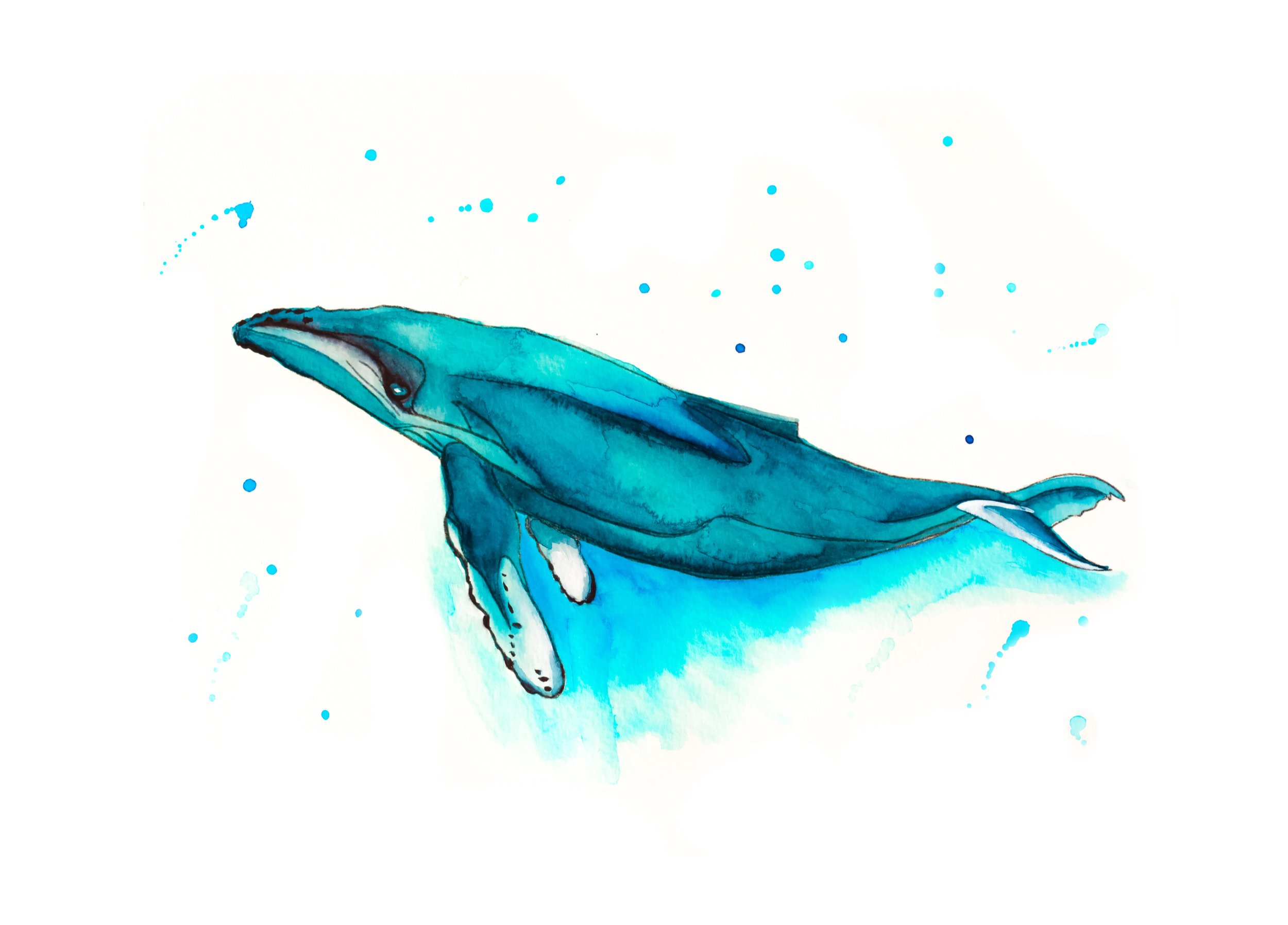 Humpback retouched.jpeg