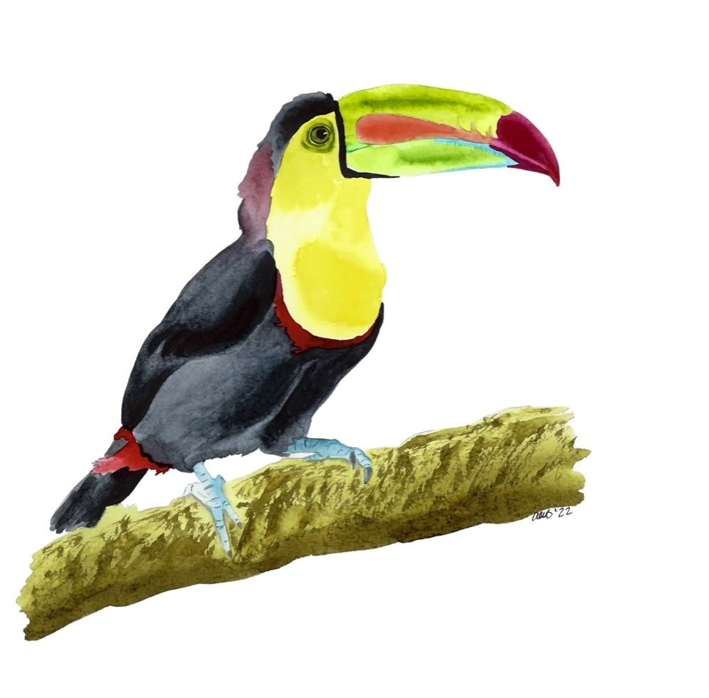 Toucan