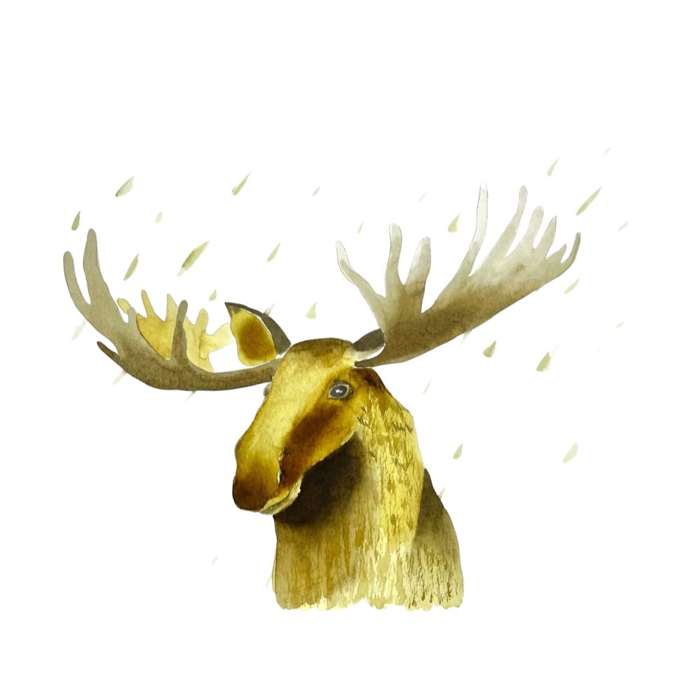 Moose in the Rain