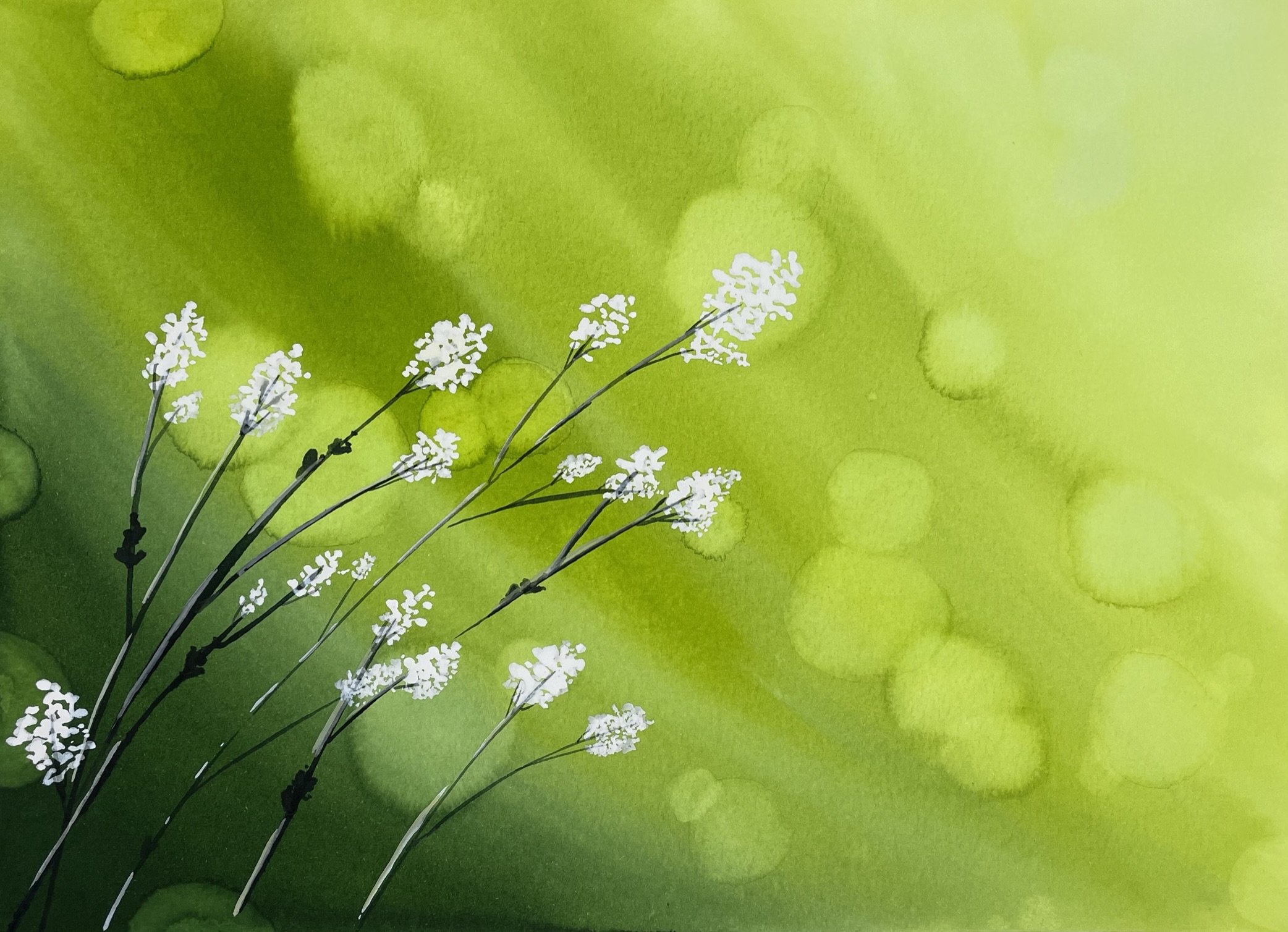 Sweet Alyssum Flowers