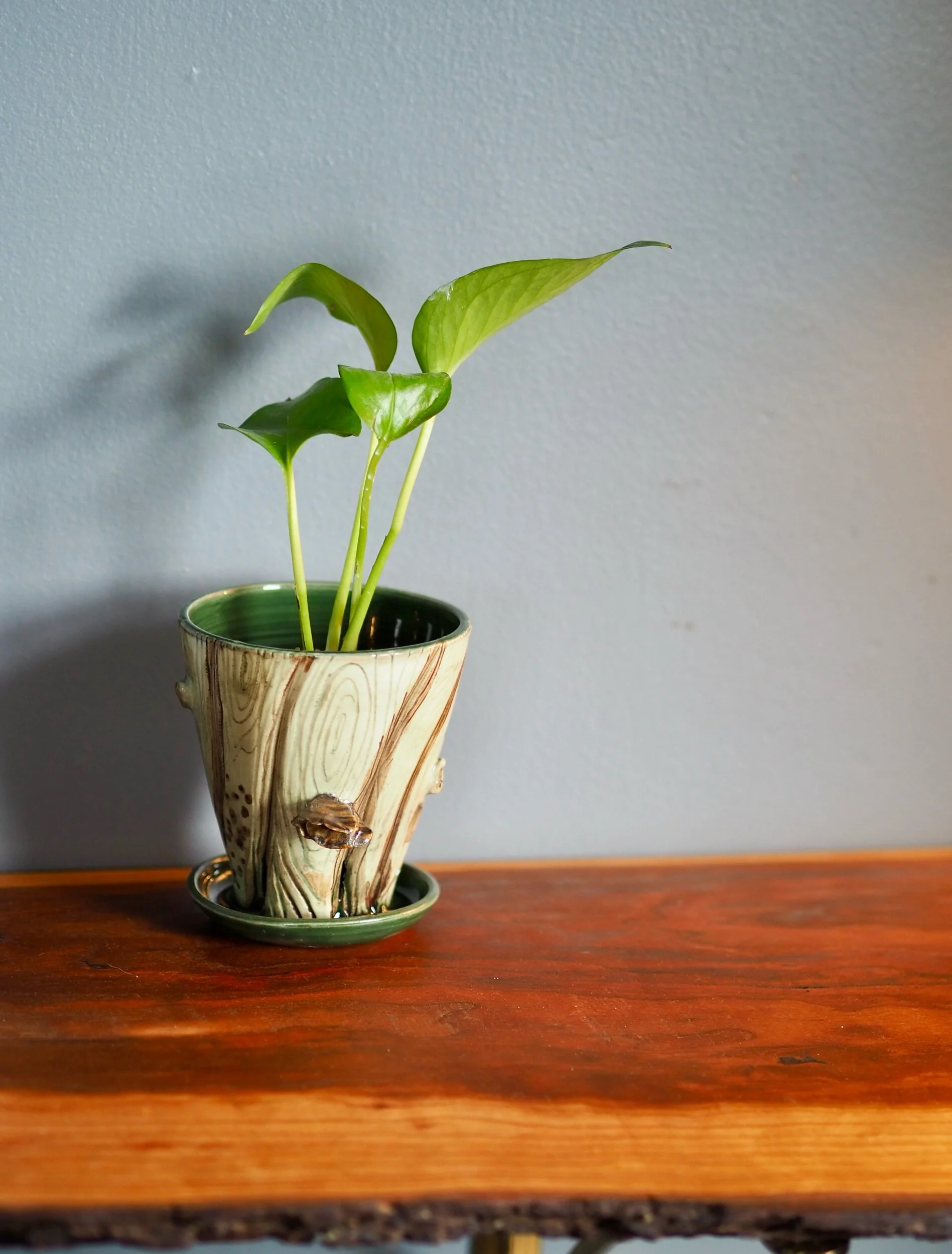 Turkey Tail Mushroom Woodgrain Hanging Planter