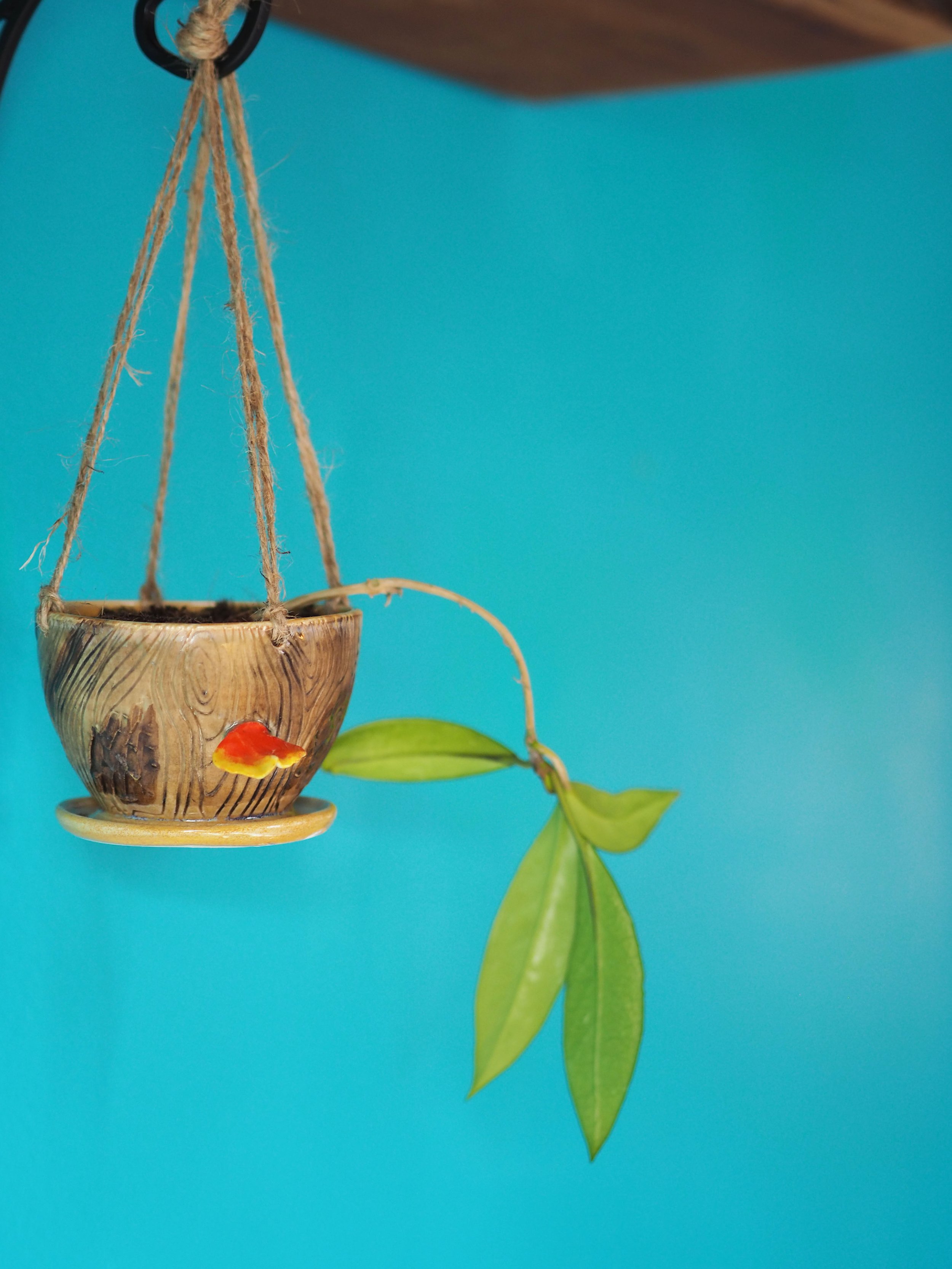 Chicken of the Woods Mushroom Woodgrain Hanging Planter