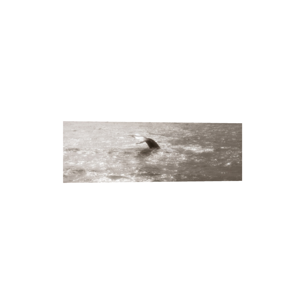 ptq_1_2_0_929_5574_1858_0_false_ffffff_0_0_.png