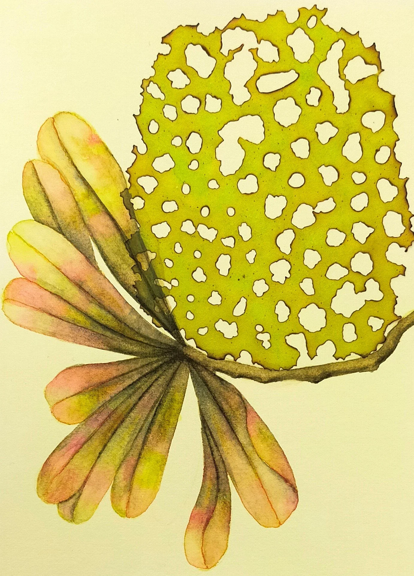 Olive Banksia -
Watercolour and burnt rice paper - Olive Banksia -
H 28.5cm x W 24cm

