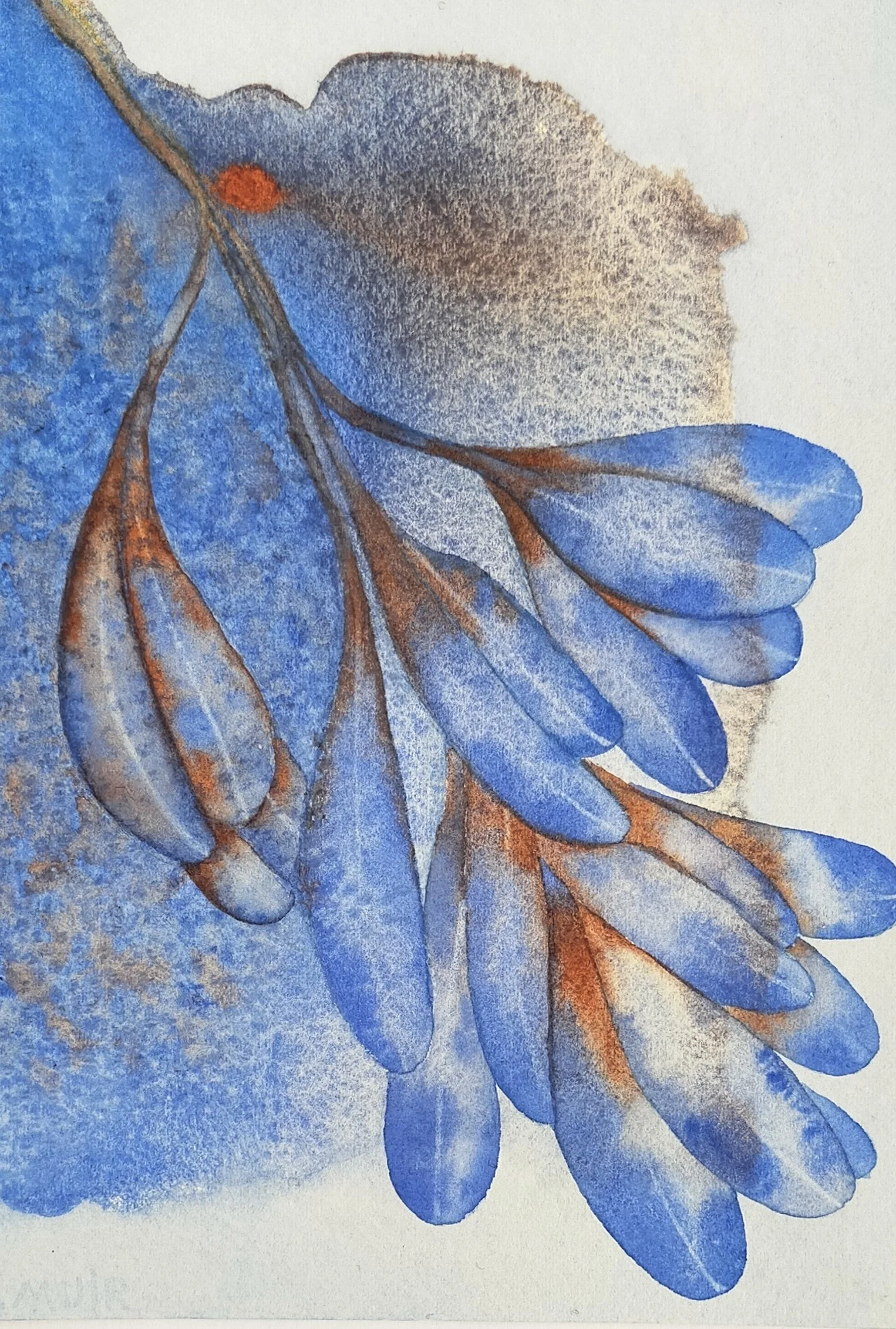Blue Banksia - Watercolour on paper -
H 28.5cm x W 24cm 
