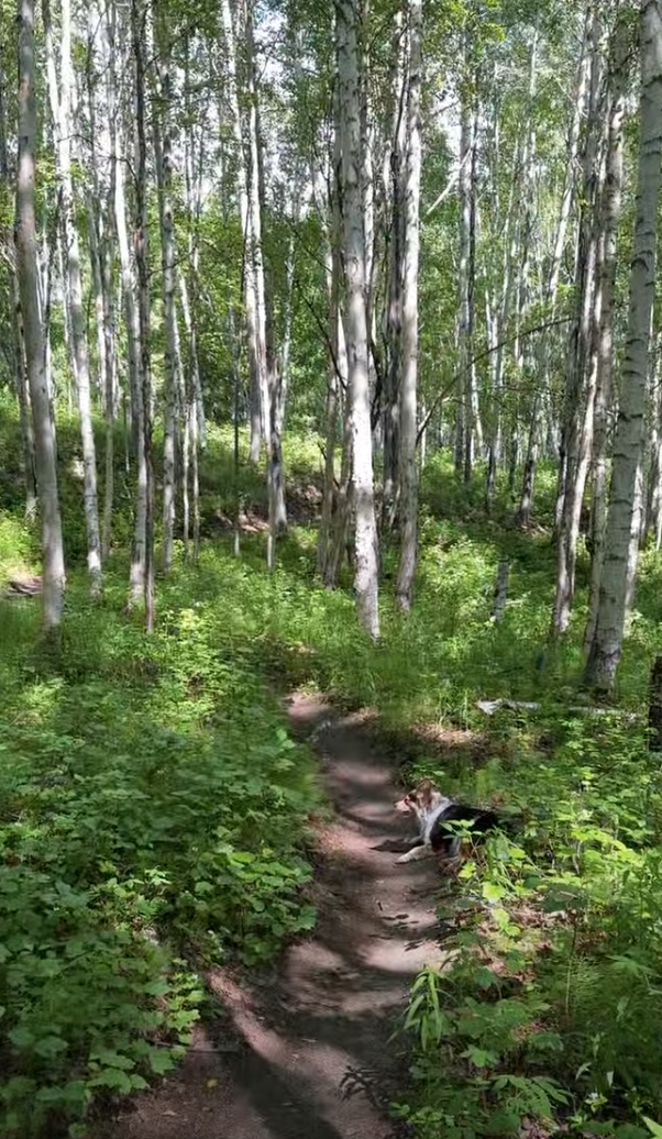 Ester Dome Singletrack