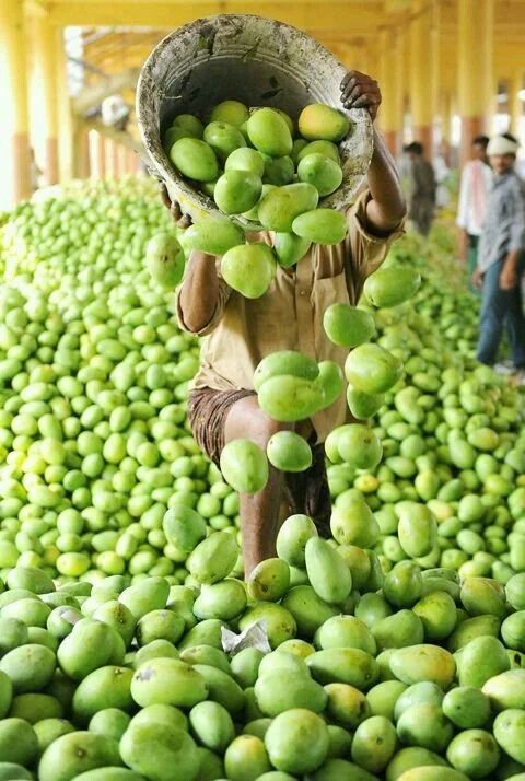 Hyderabad india Mango Farmers.jpeg