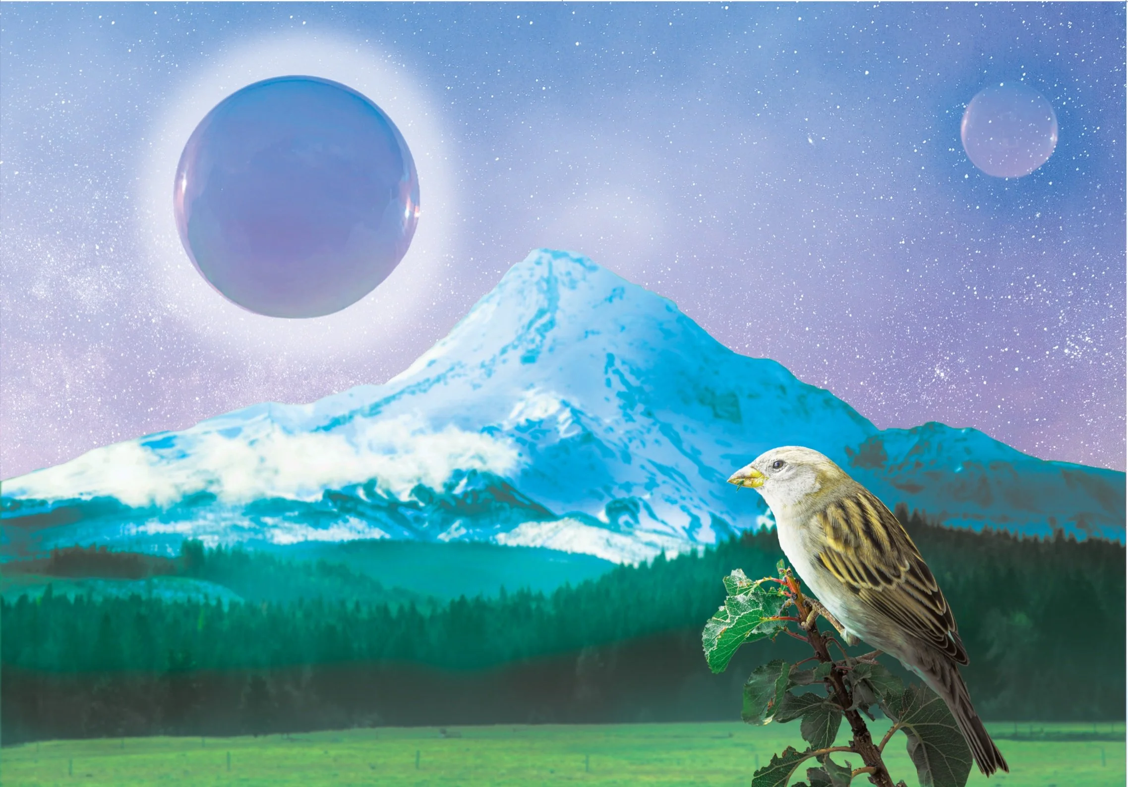 Surreal Birds Series
