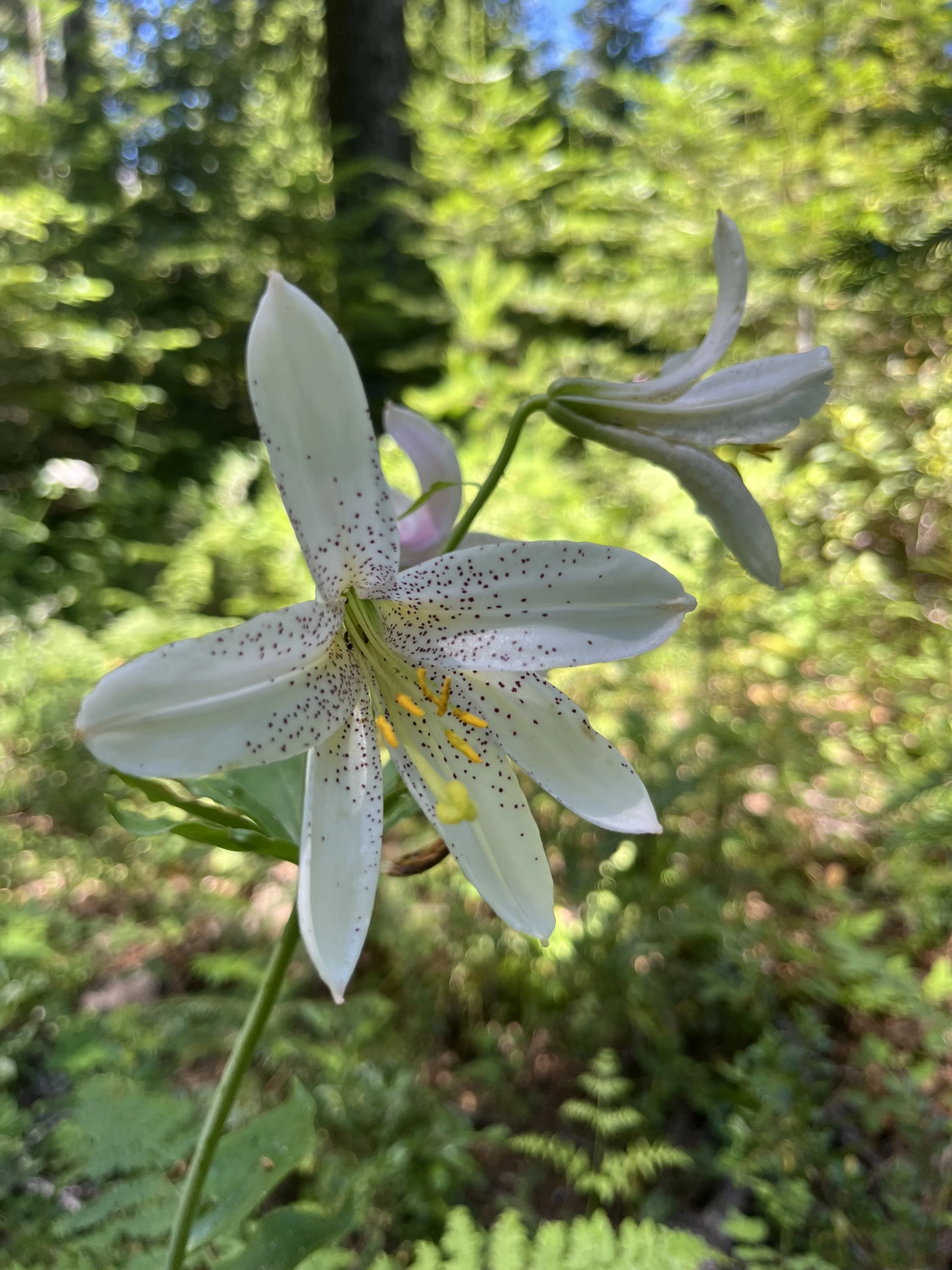 A close-up photo of white lilies with yellow stamens, set against a lush green forest background.