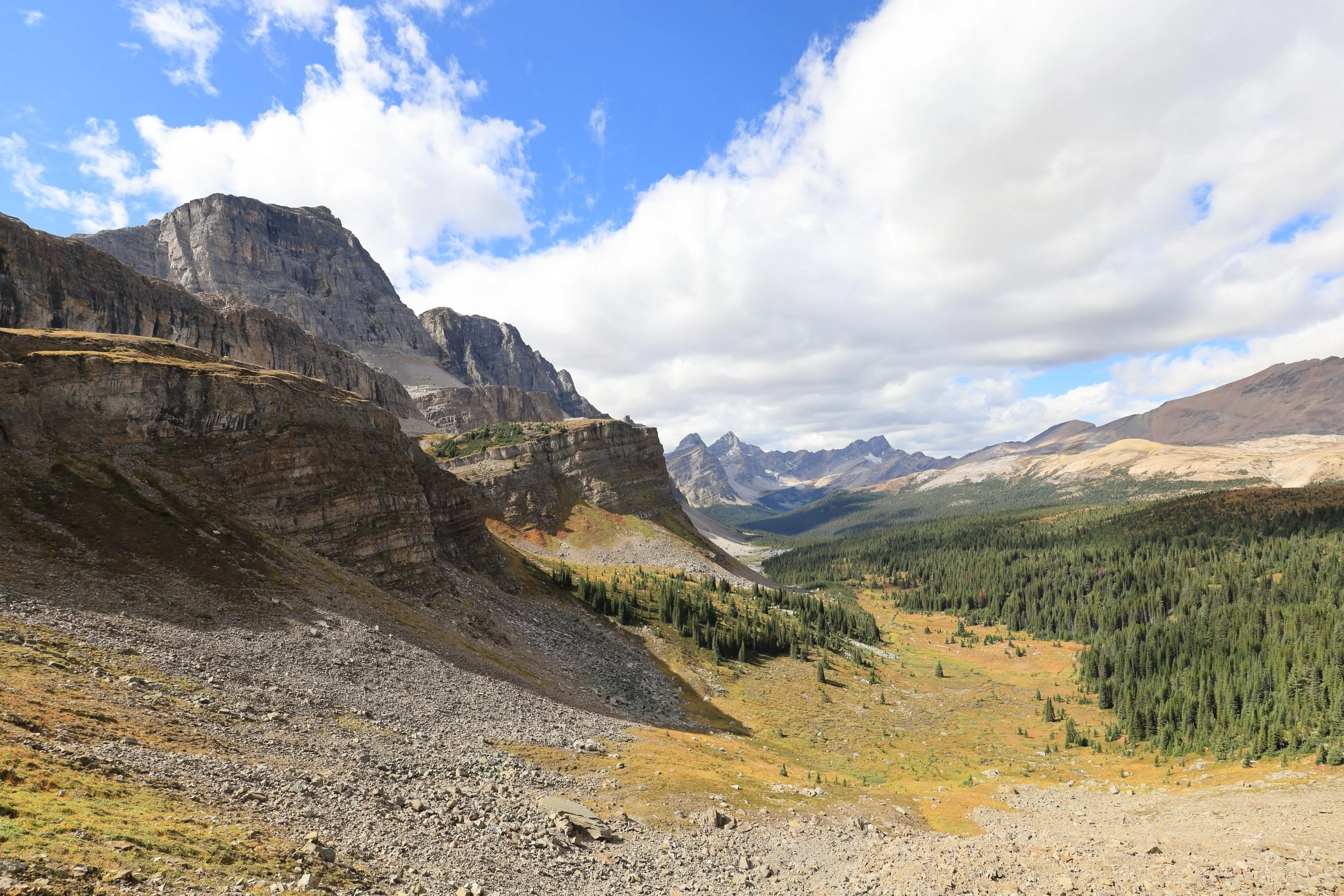 Molar Pass Loop: Crush Every Bush
