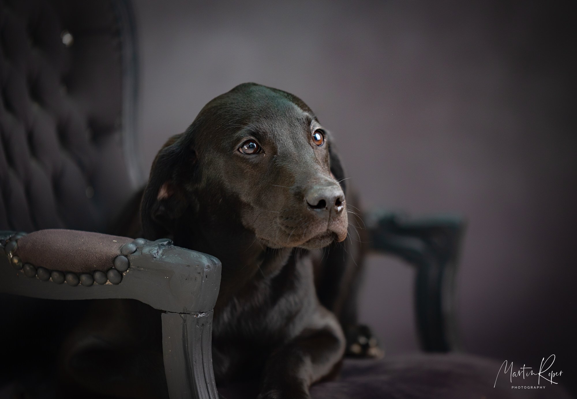 Suffolk Pet Photographer, studio & on location — Martin Roper
