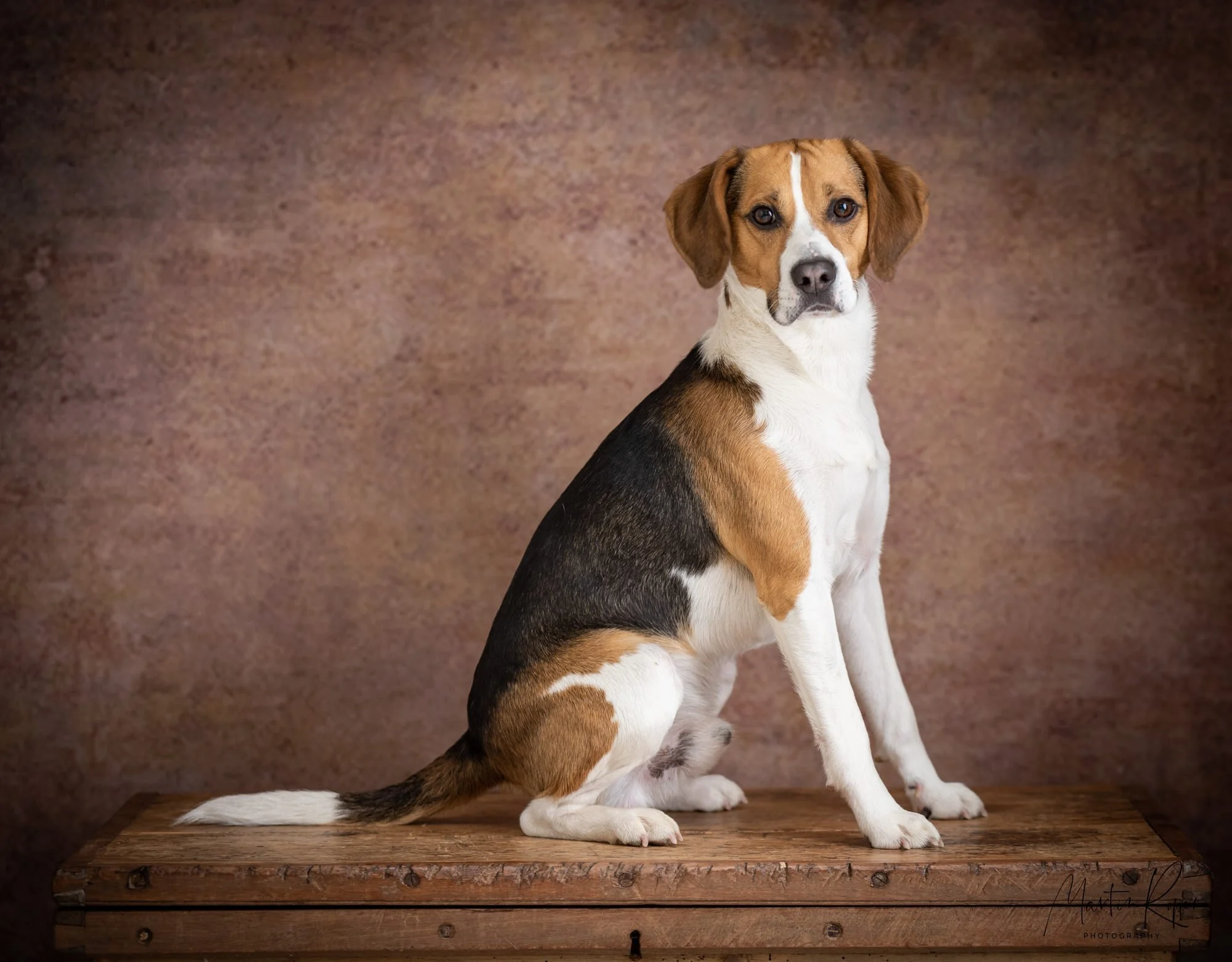 Suffolk Pet Photographer, studio & on location — Martin Roper