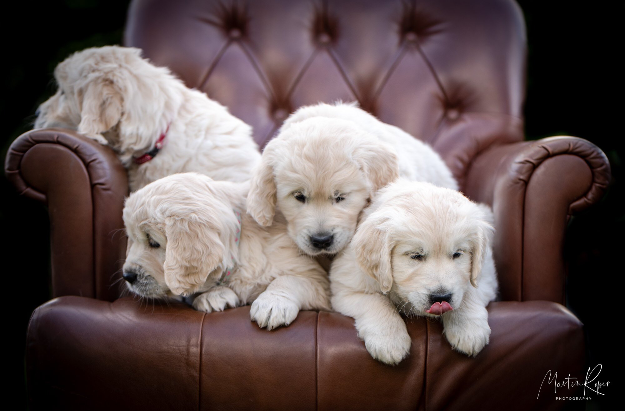 Suffolk Pet Photographer, studio & on location — Martin Roper