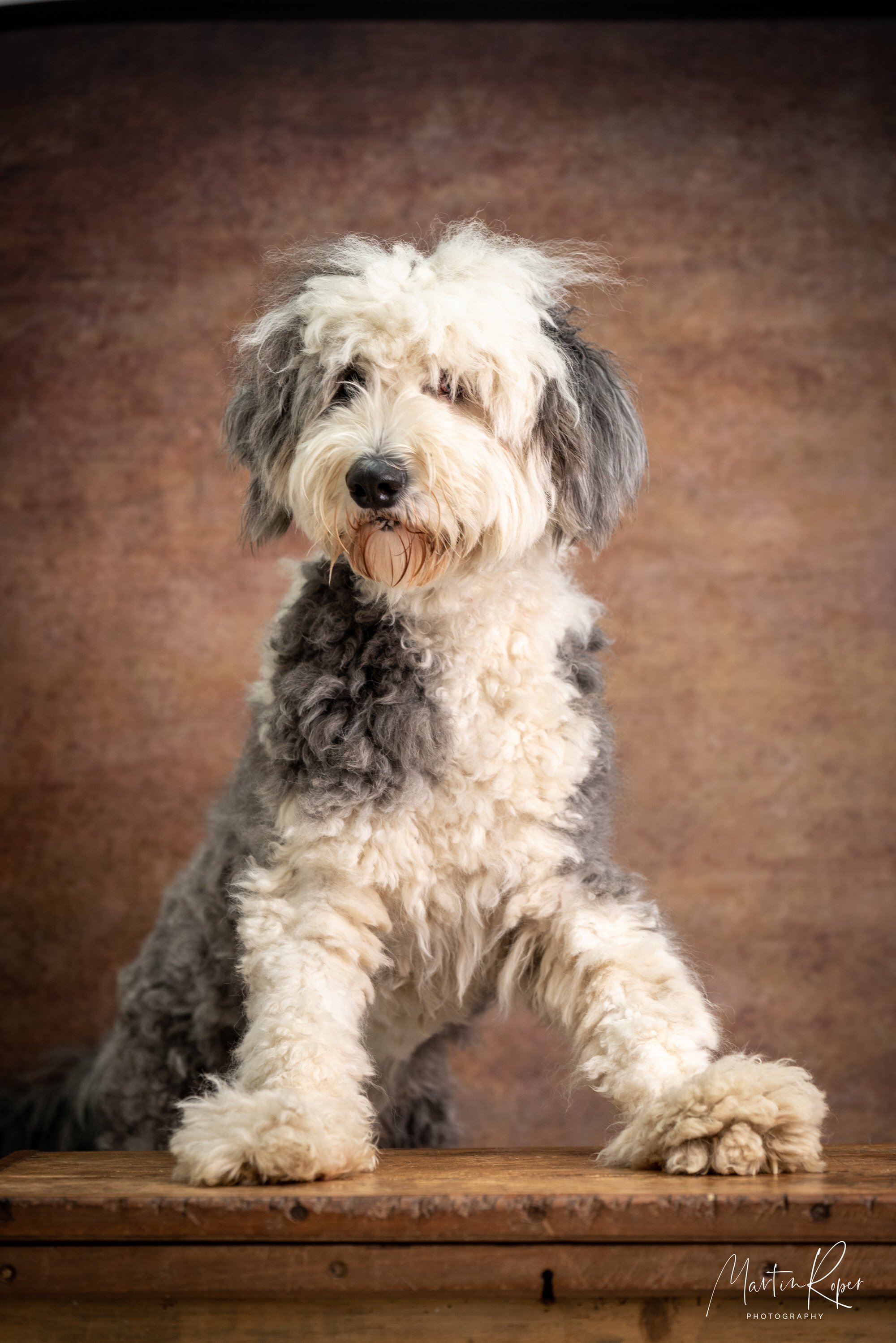 Suffolk Pet Photographer, studio & on location — Martin Roper
