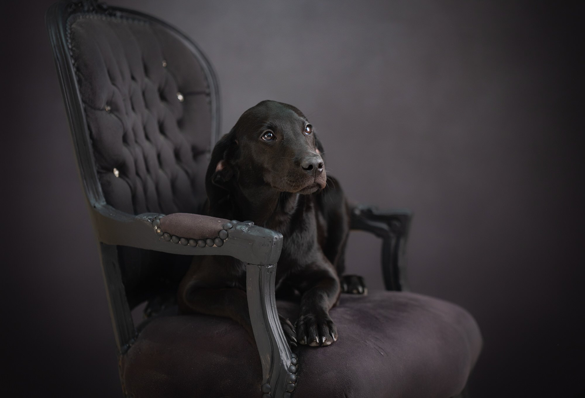 Suffolk Pet Photographer, studio & on location — Martin Roper