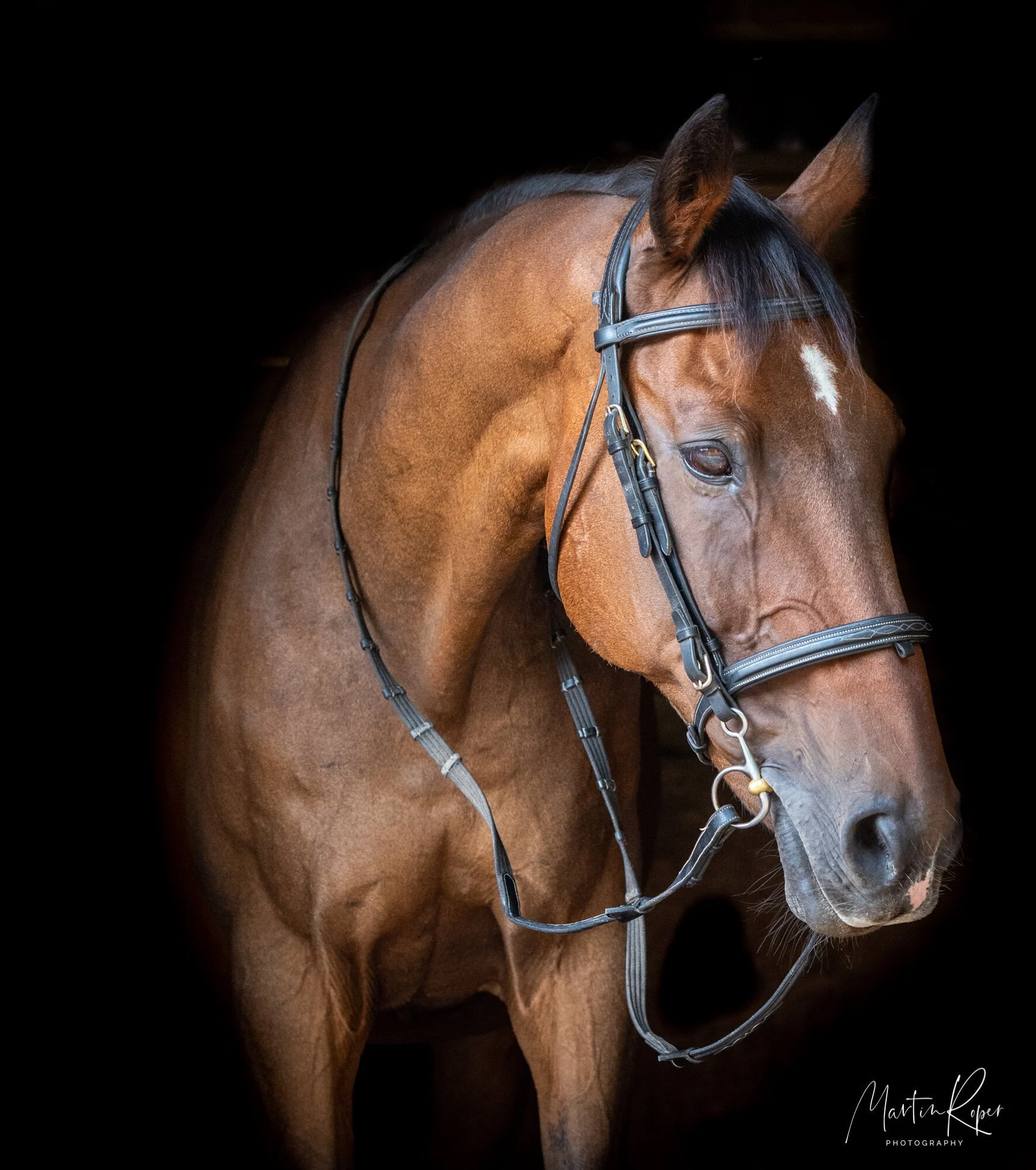 Suffolk Equine Photographer — Martin Roper