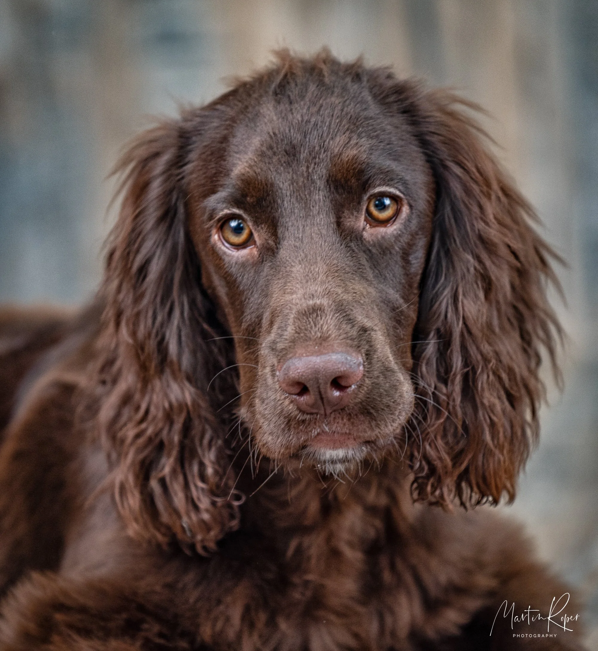 Suffolk Pet Photographer, studio & on location — Martin Roper