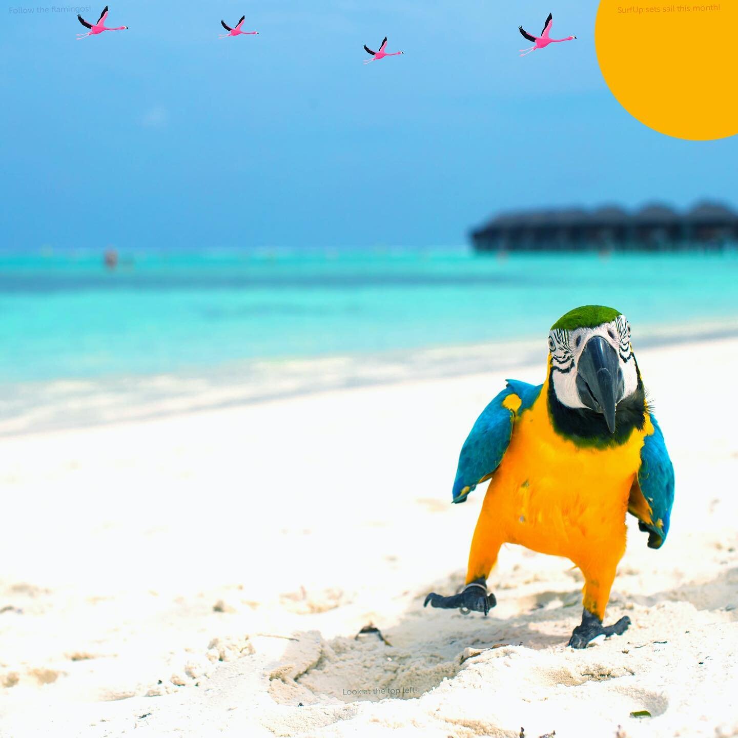 Happy August beach birds! Zoom into the parrot&rsquo;s shadow 🥳.

.
.
.

.
#beginnersurfer #rentsurfboards #surfboardrentals #learningtosurf surfup #surfsup🏄 #surfing #surflifestyle #beaching #beachvacation #sandiegosurfladies #sandiegosurfing #beg