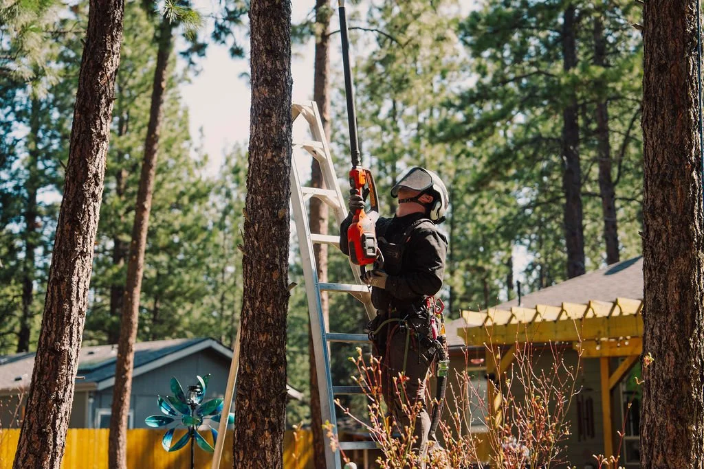 Tree Trimming Tree Pruning