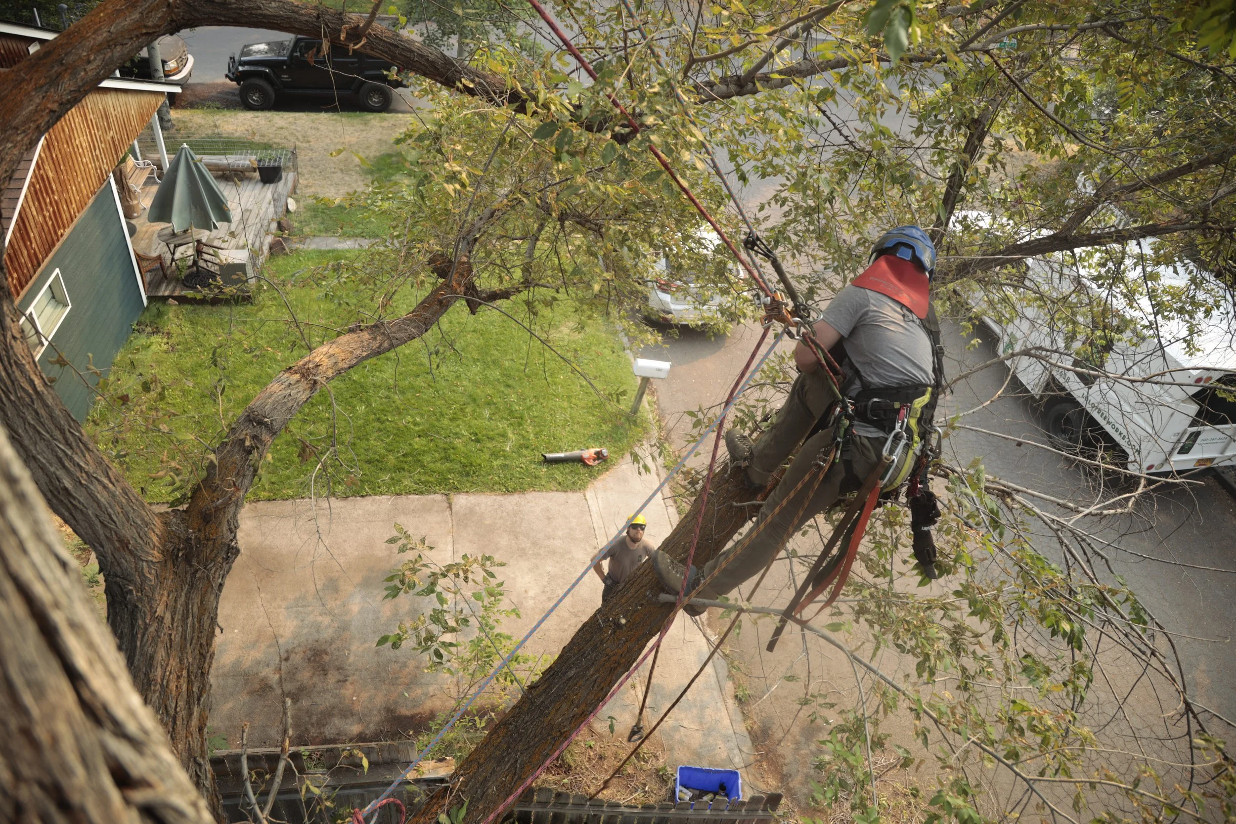 How to cut a tree down