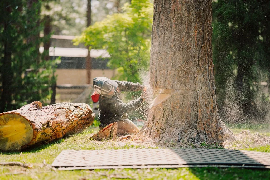Tree Removal Dead Tree Hazard Tree