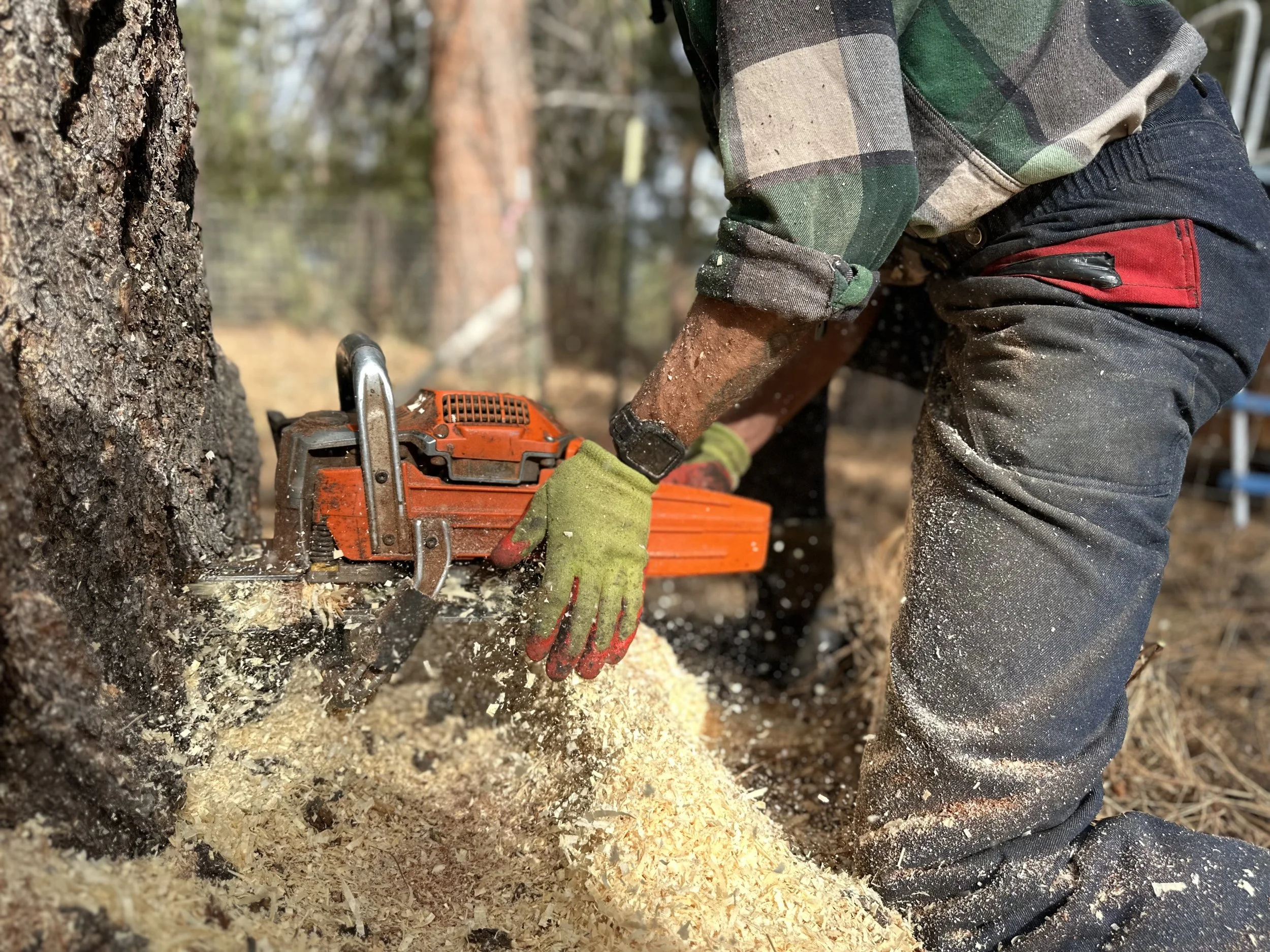 Cutting a stump low to the ground, in Bend Oregon