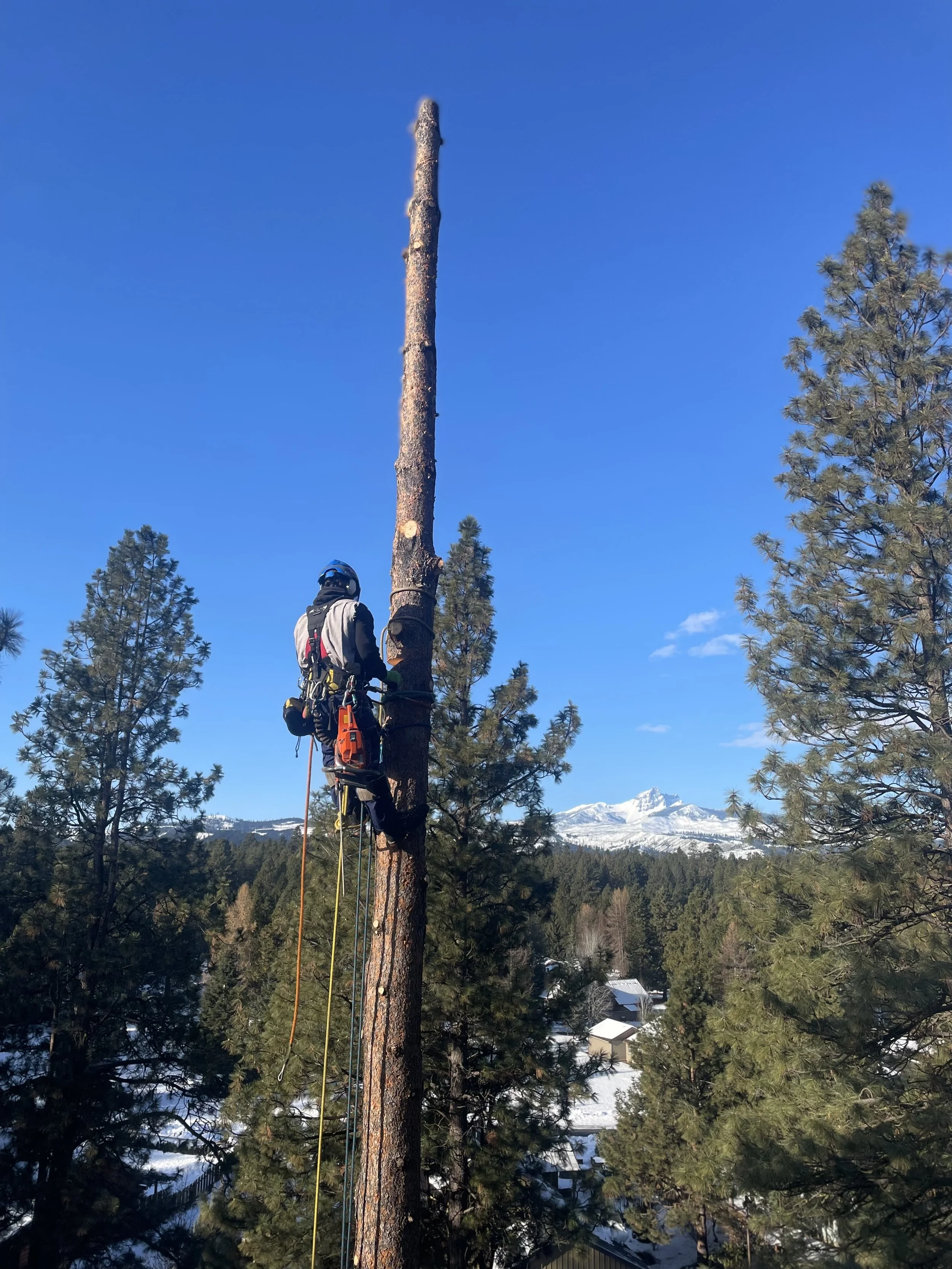 Camp Sherman Oregon Tree Trimming