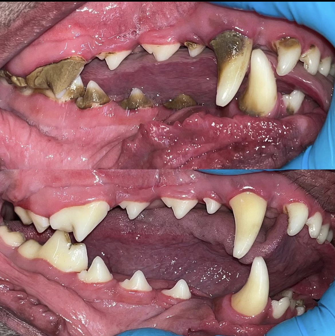 Good dental health is important for your pet's overall health and well-being. By taking care of their teeth, you can help them live a happier and healthier life.