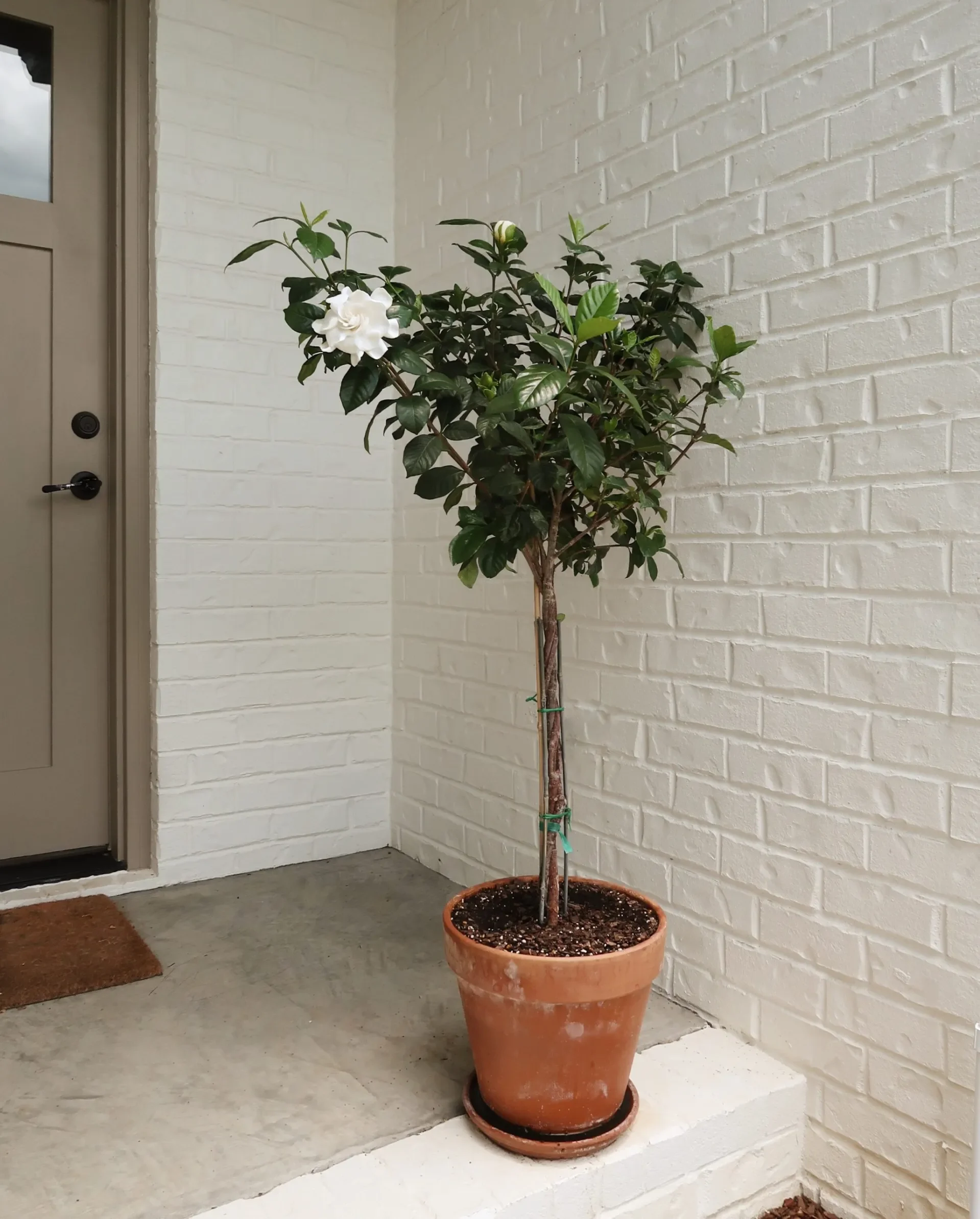 How To Grow & Care For Gardenias