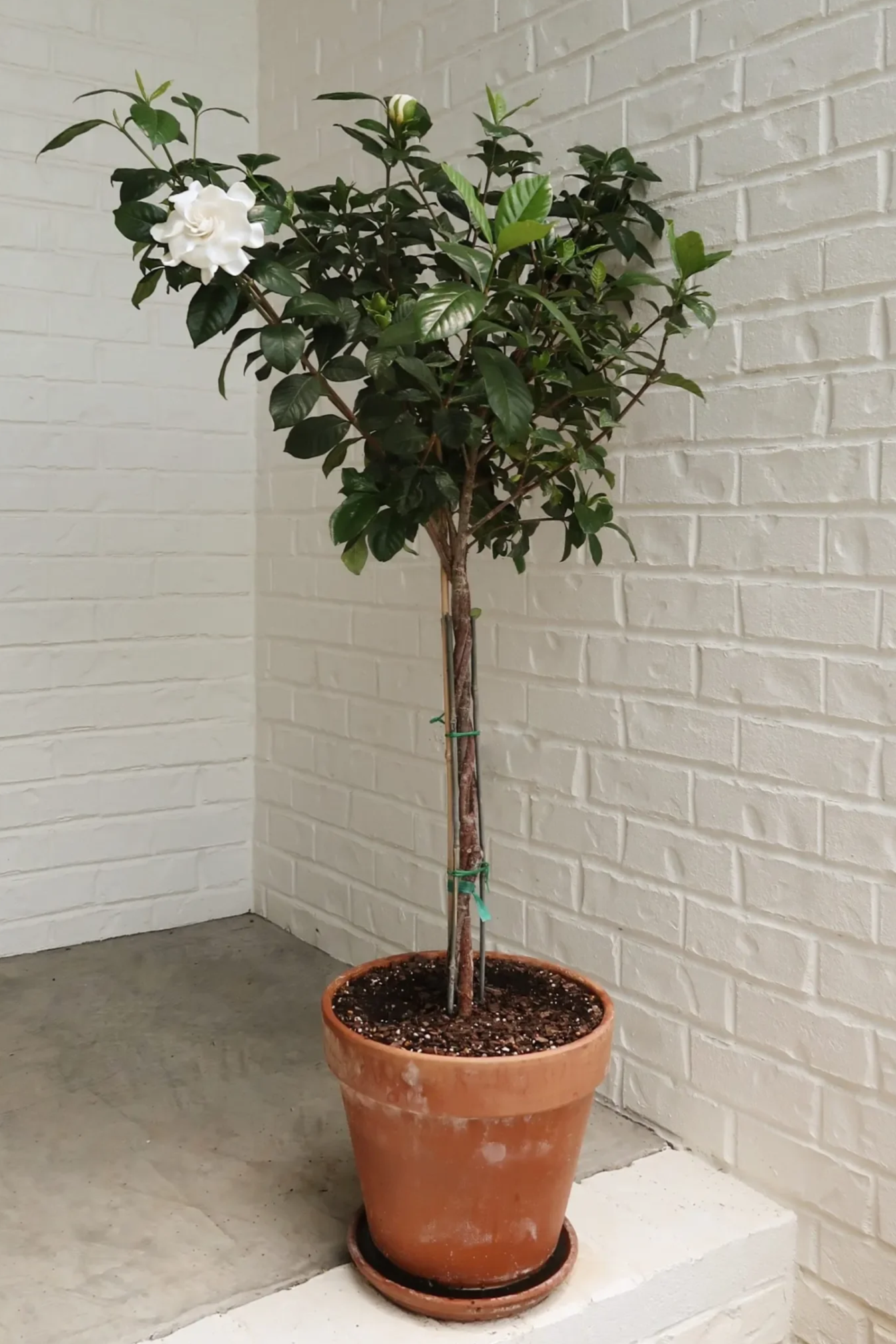 How To Grow & Care For Gardenias
