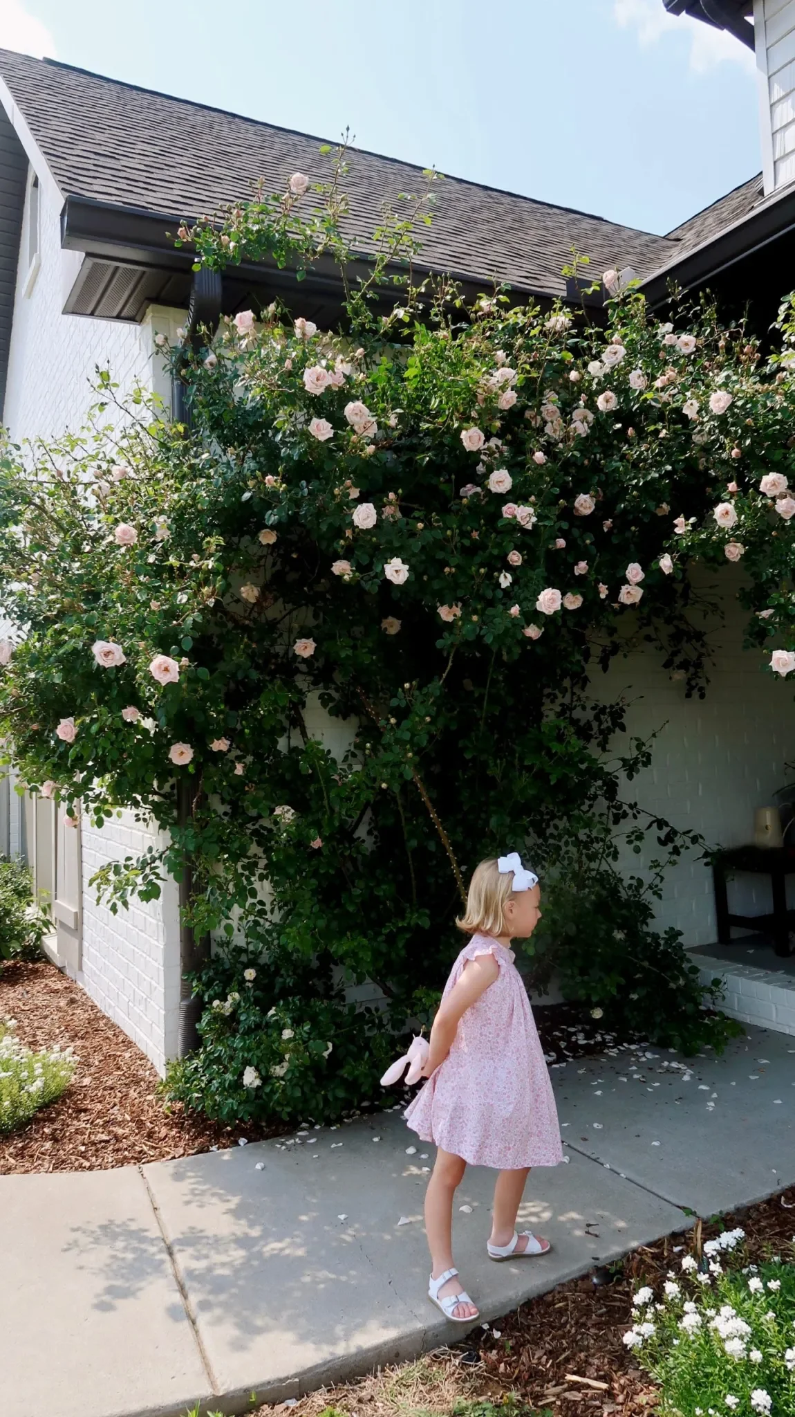 ClimbingRoses-scaled.jpg.webp