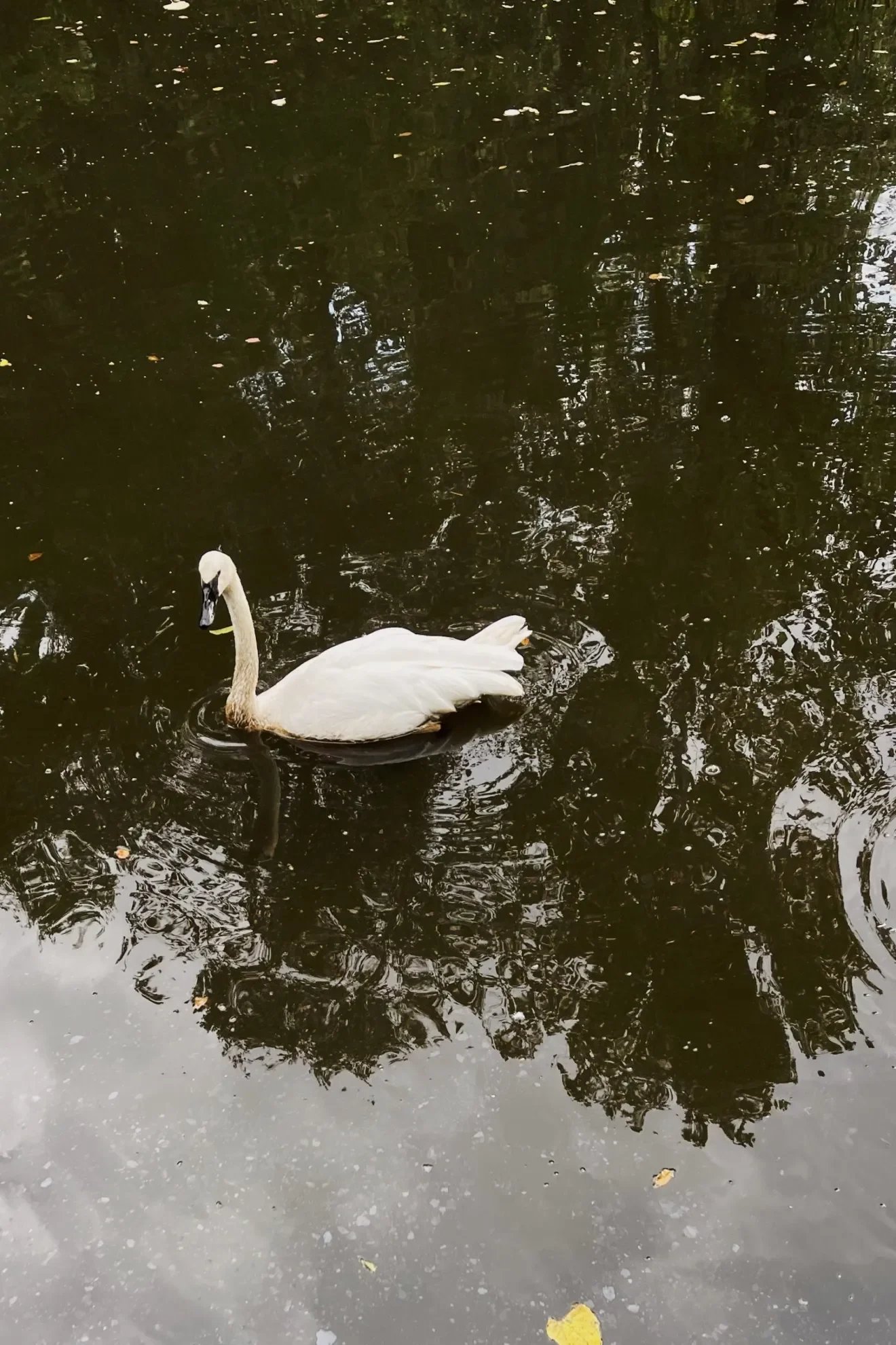 A Time for Slowing