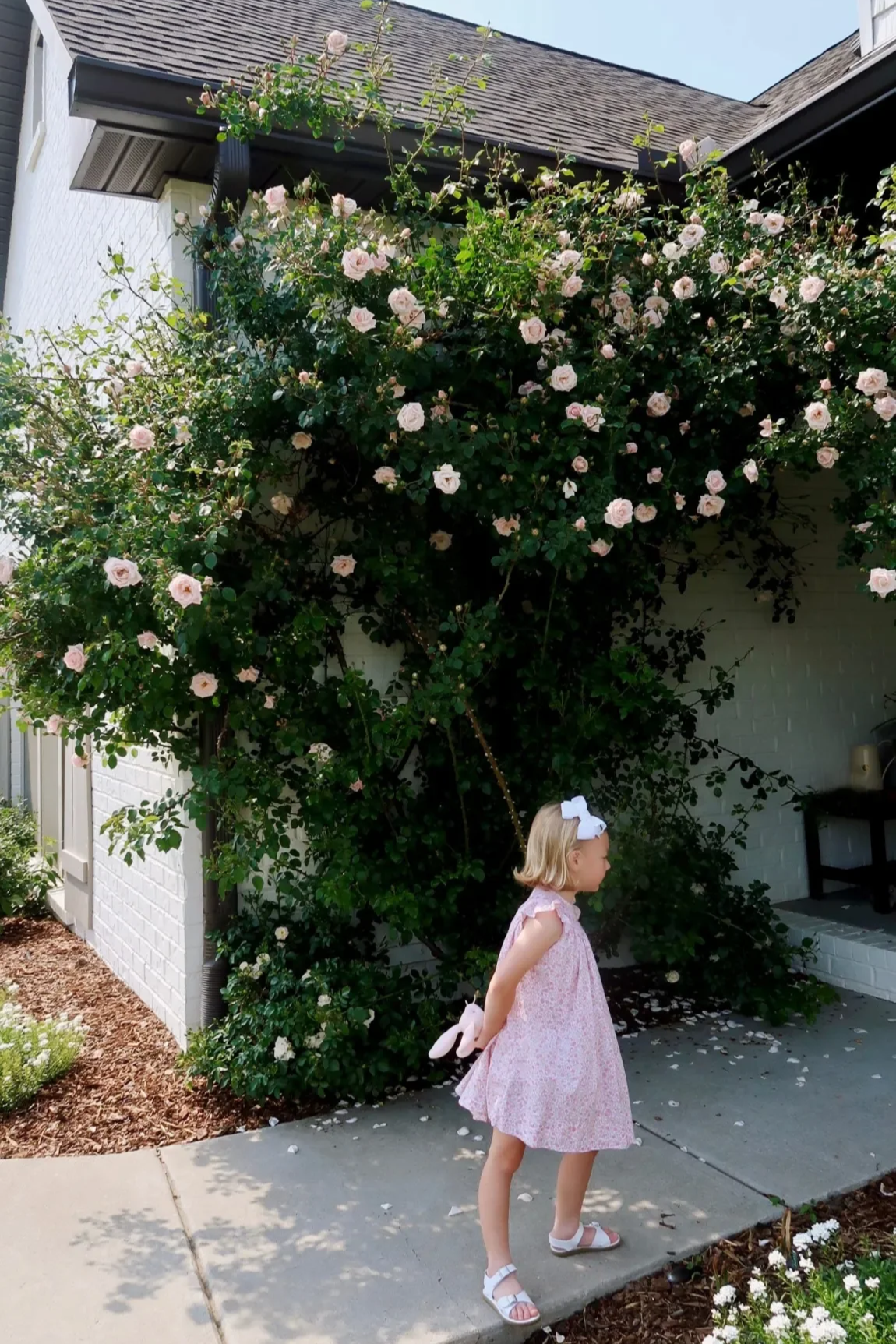 Our Entry Roses