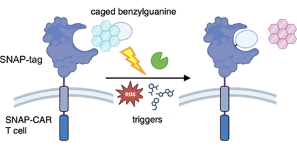 New manuscript with Deiters lab published in Bioconjugate Chemistry.