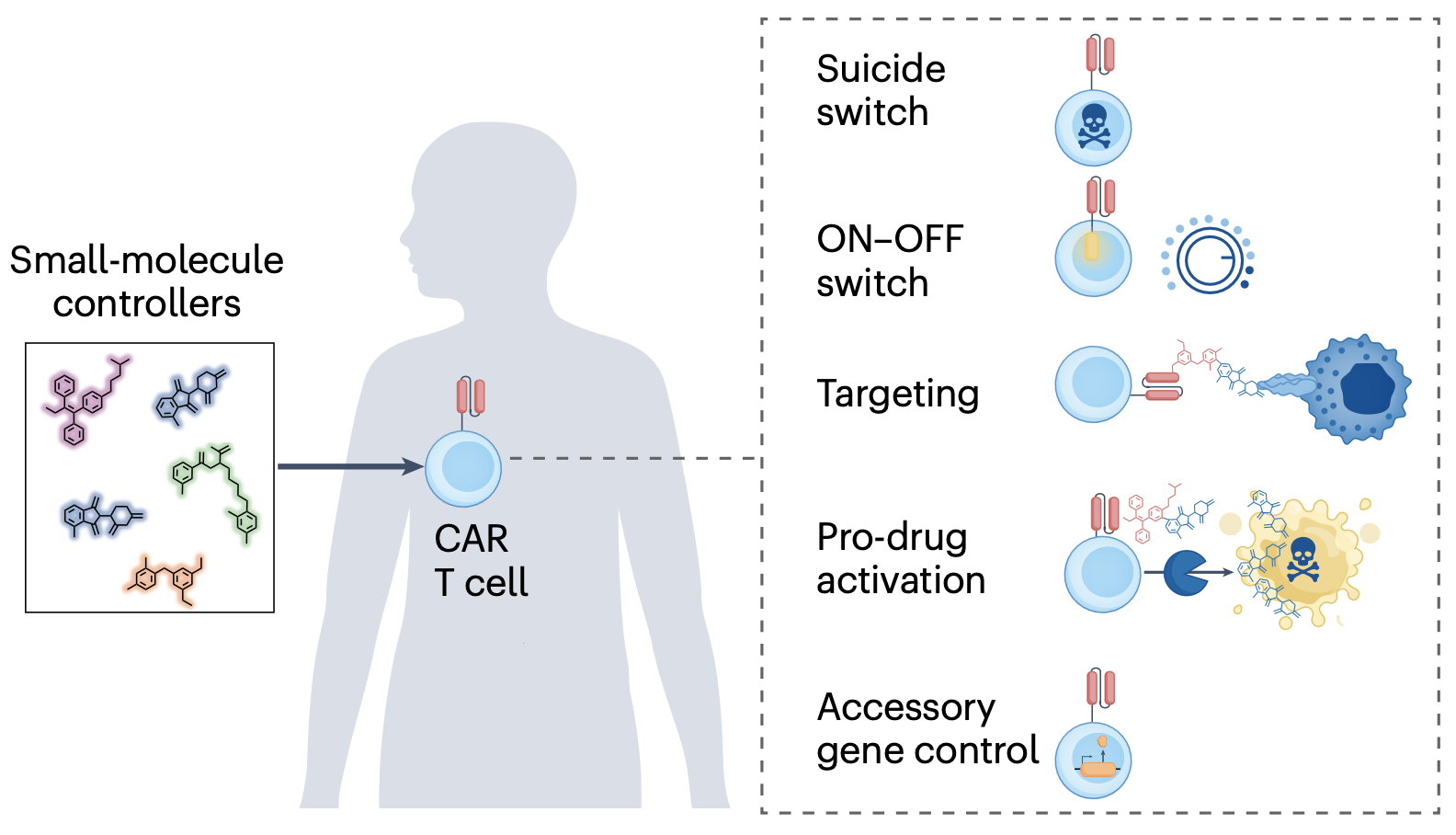 New review paper on small-molecule control of CAR T cells published in Nat. Rev. Chem.