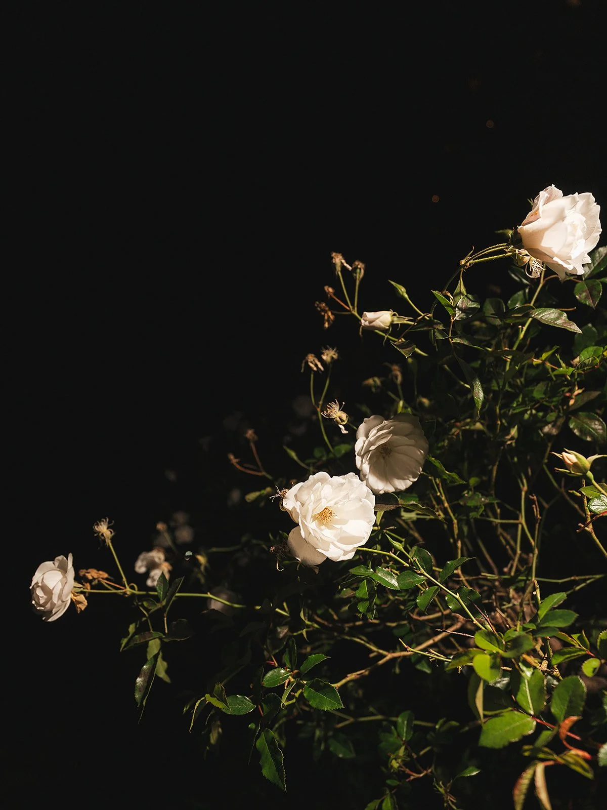 moody-wedding-photography.jpg