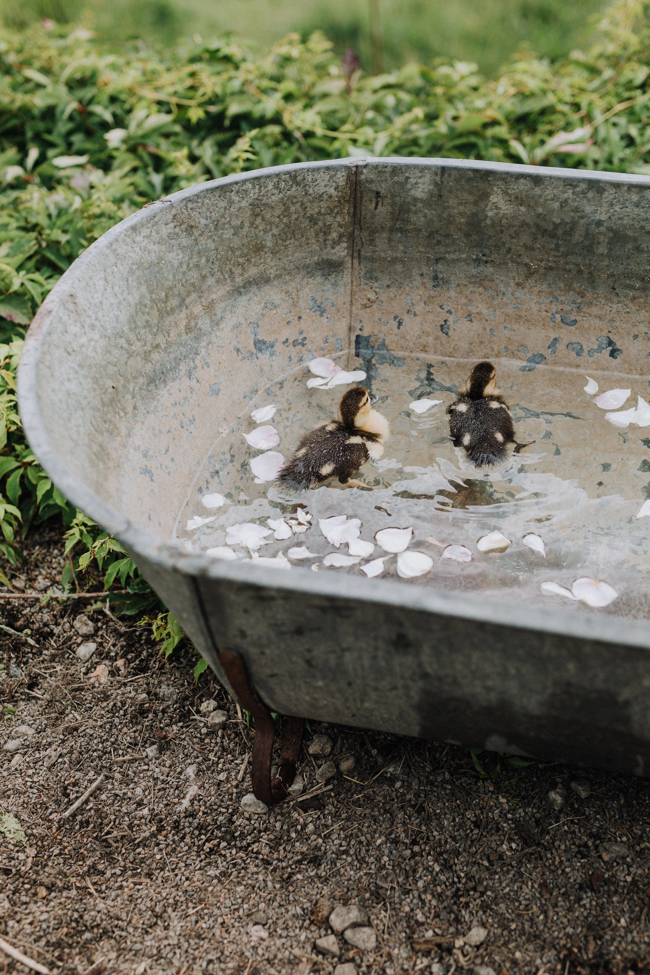 En annan slags trädgård-27.jpg