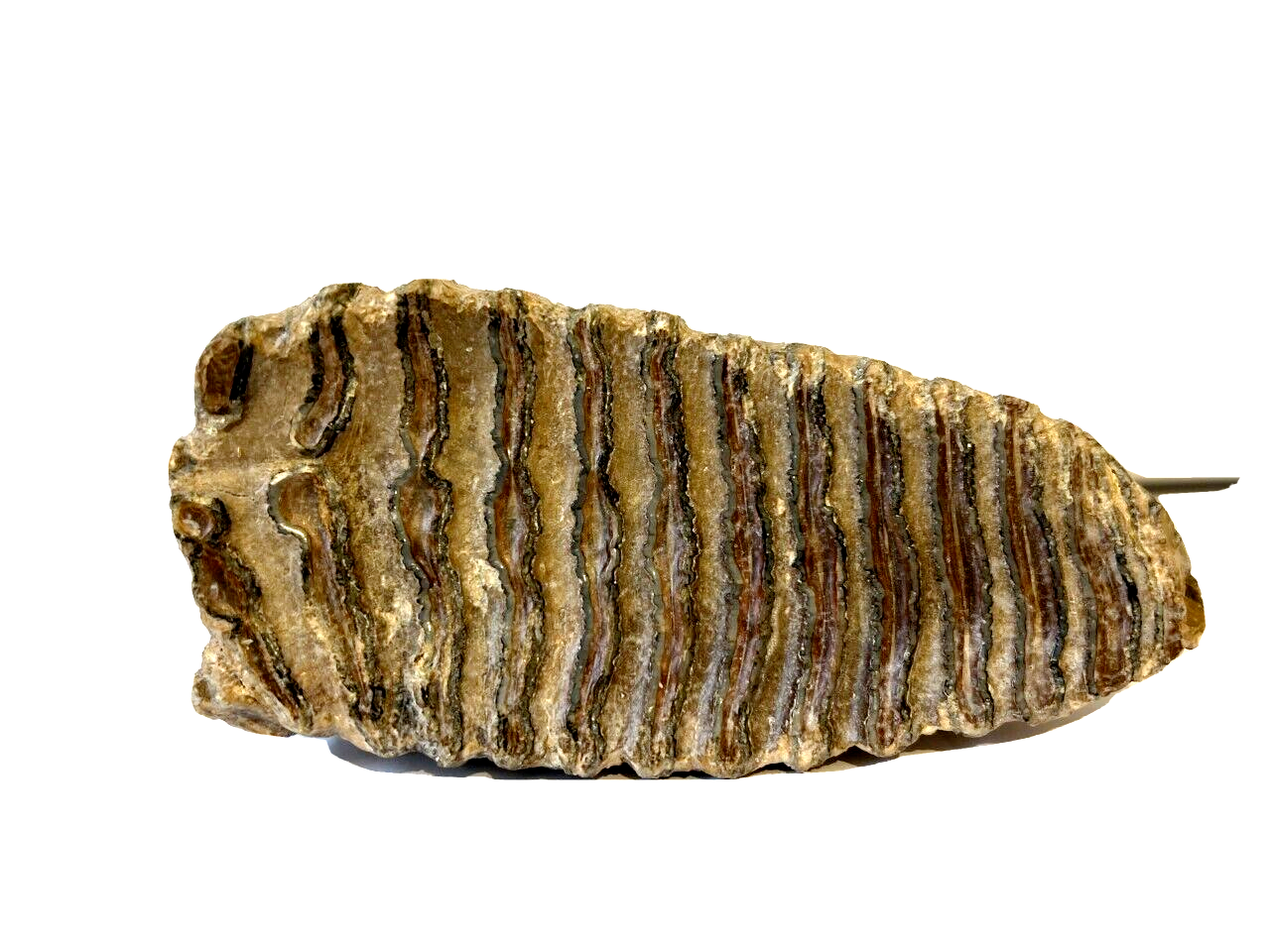 Fossil_3.png