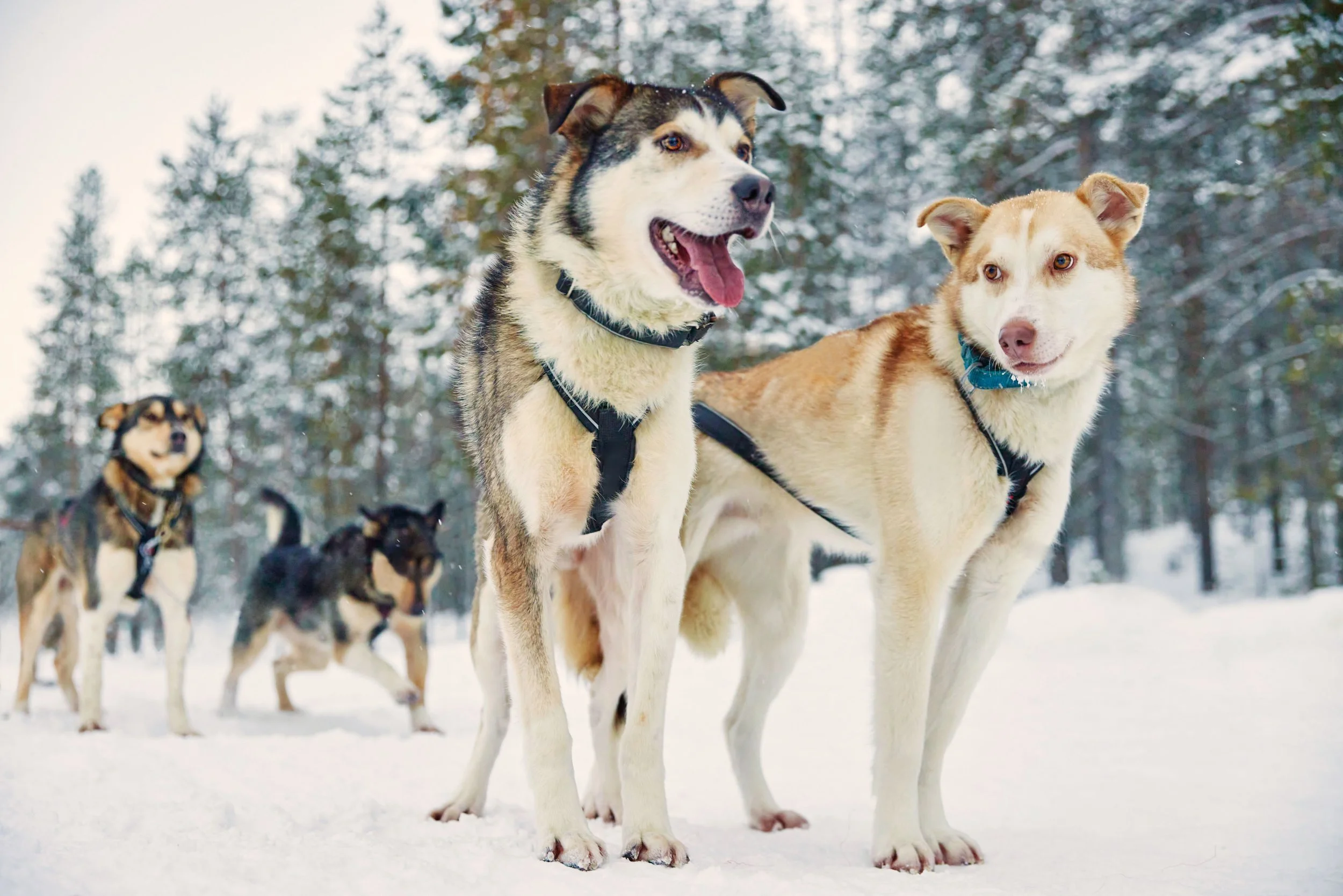 SOM_Santas_Lapland_1315editweb.jpg