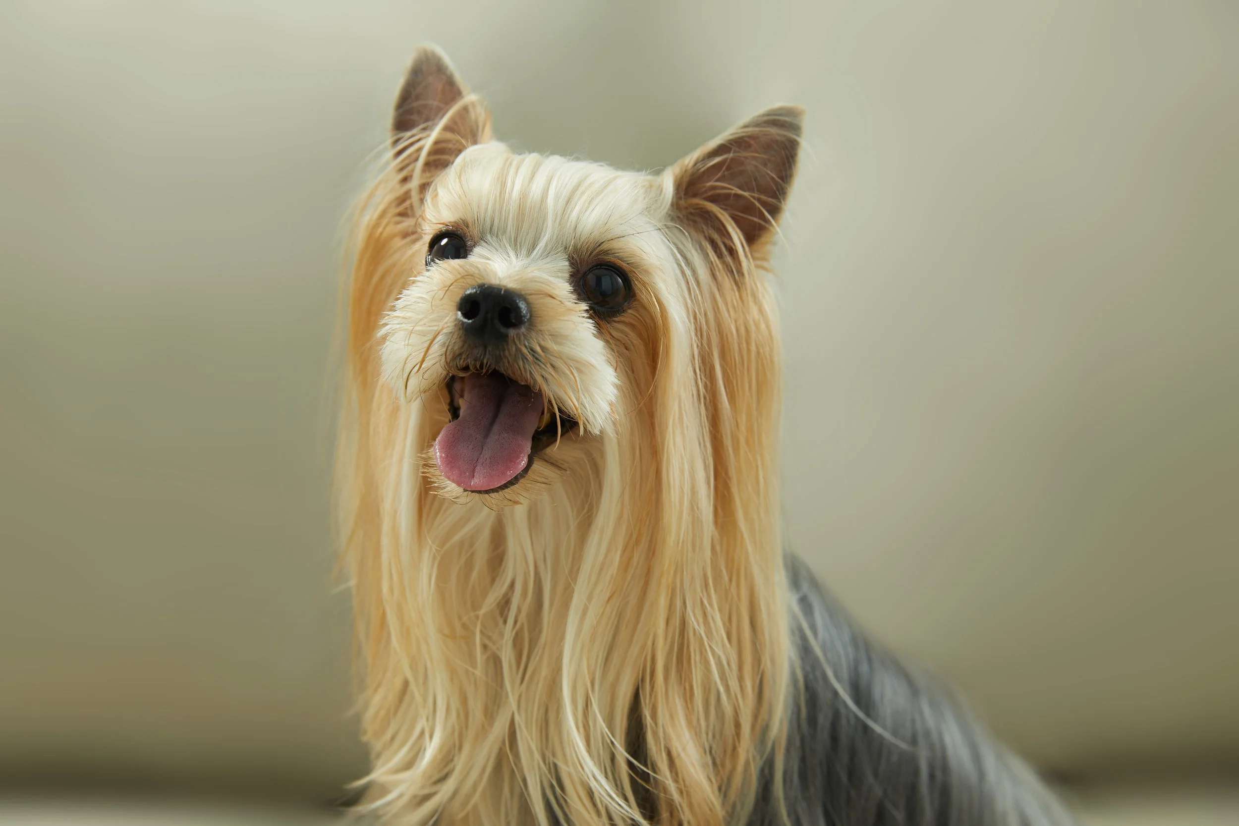 BA Furminator II29515web.jpg