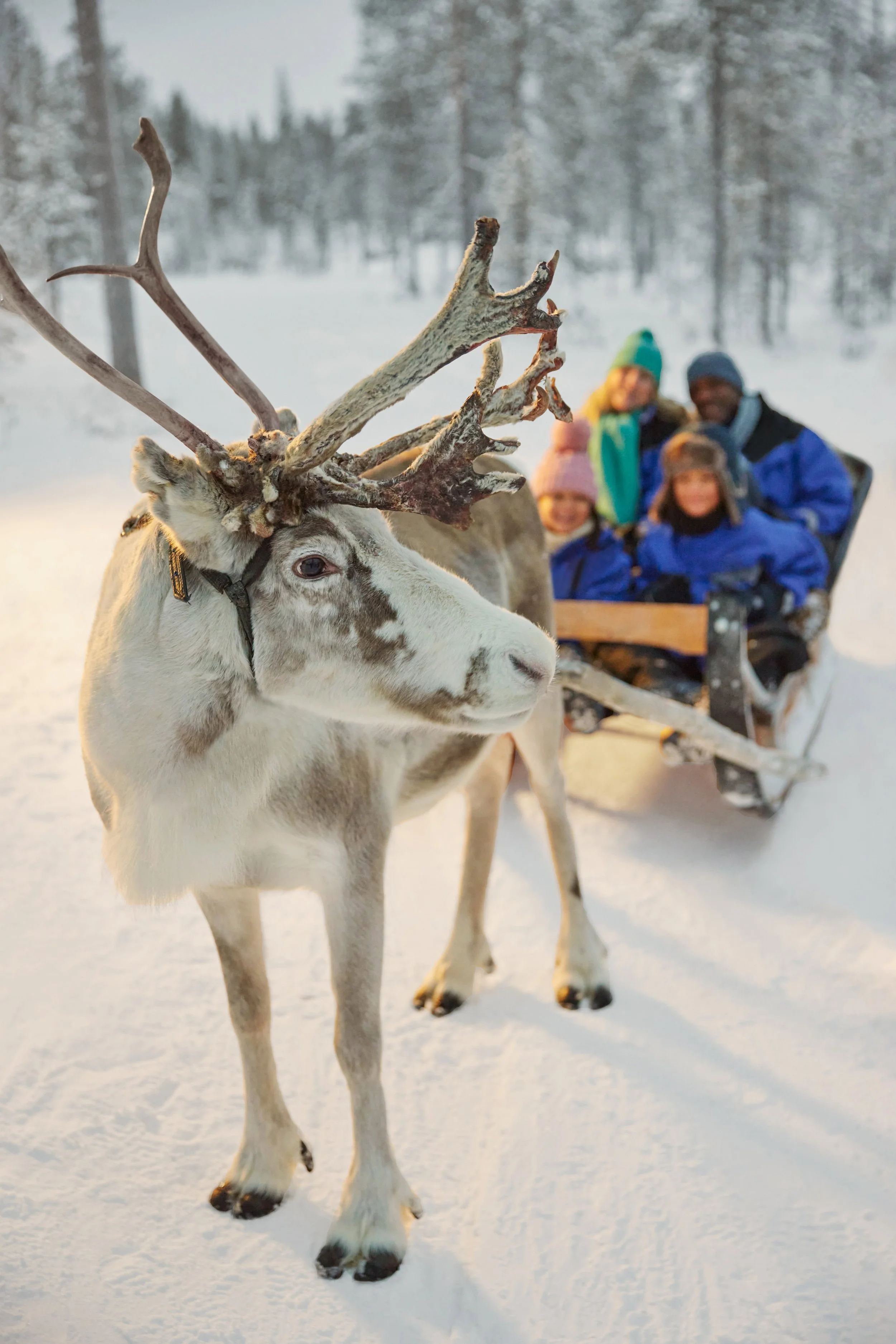 SOM_Santas_Lapland_0678IVweb.jpg