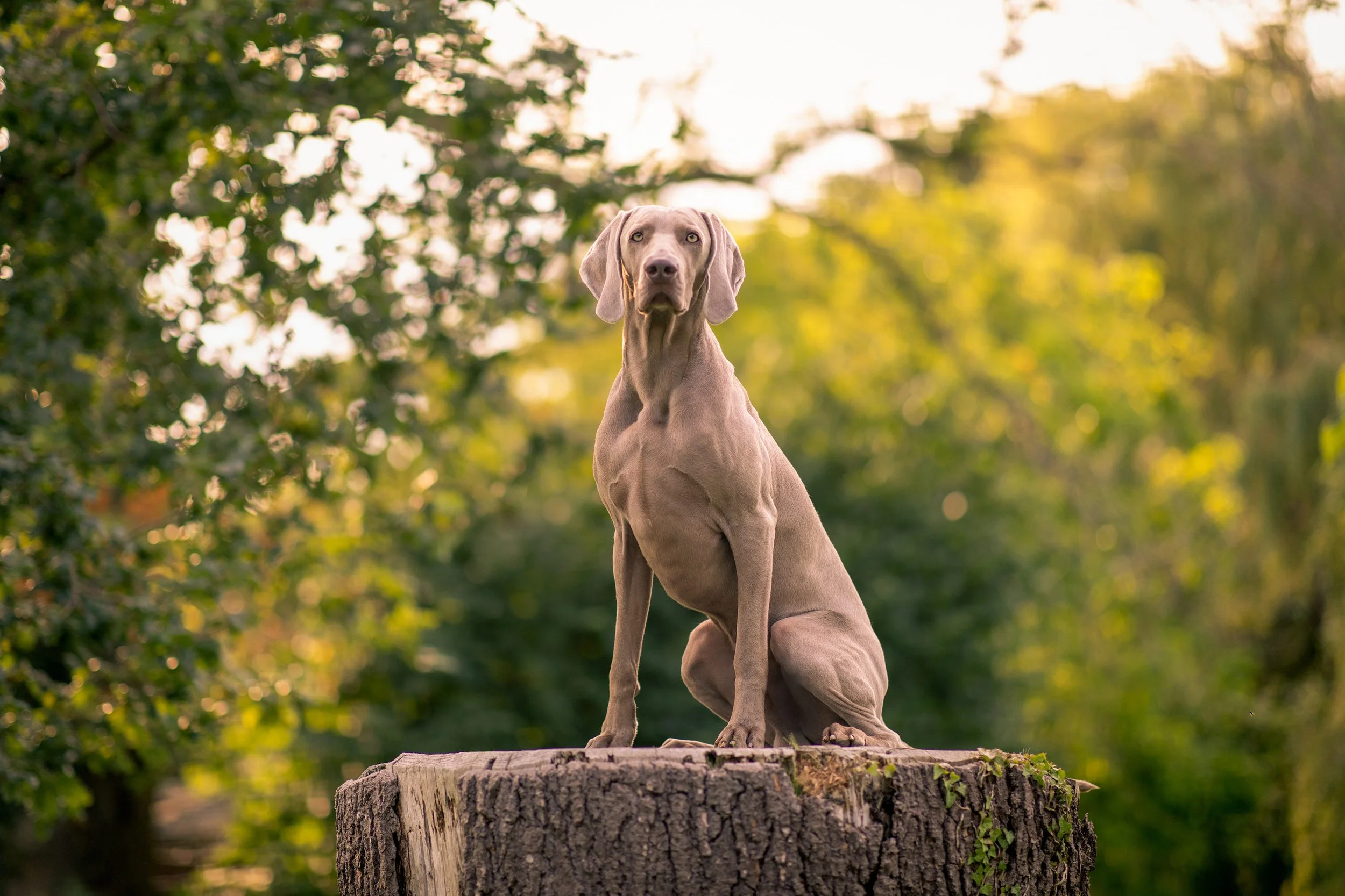 _40A8234-Edit.jpg