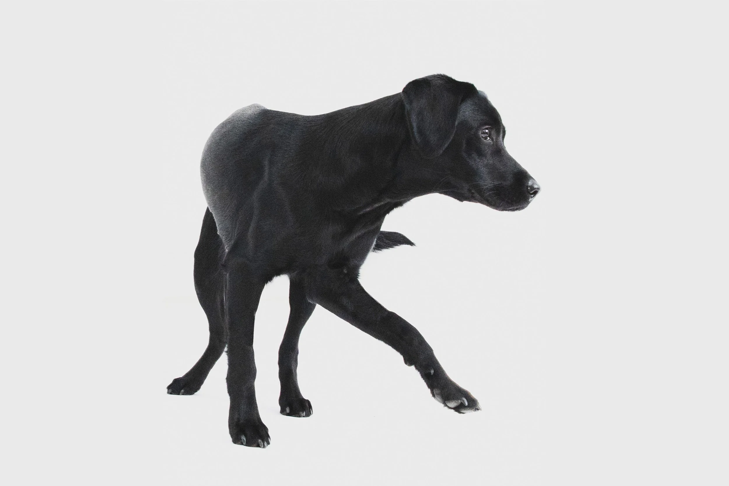 BlackLab_Untitled-1.jpg