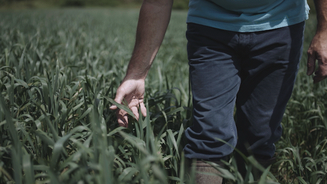 Syngenta_-_Farmer_Video_Agency_Version_AdobeExpress-4.gif