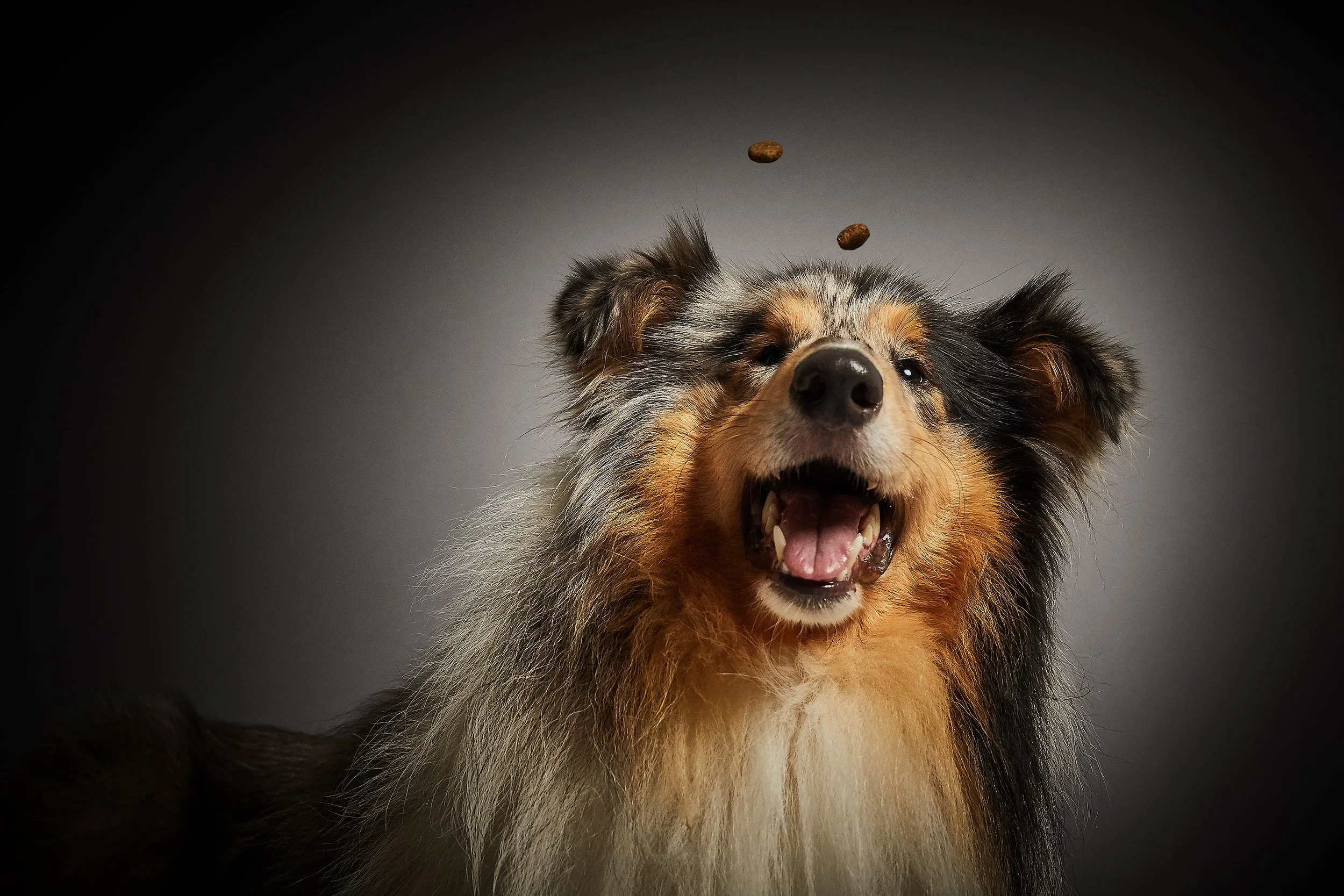 BA_Eukanuba14713.jpg