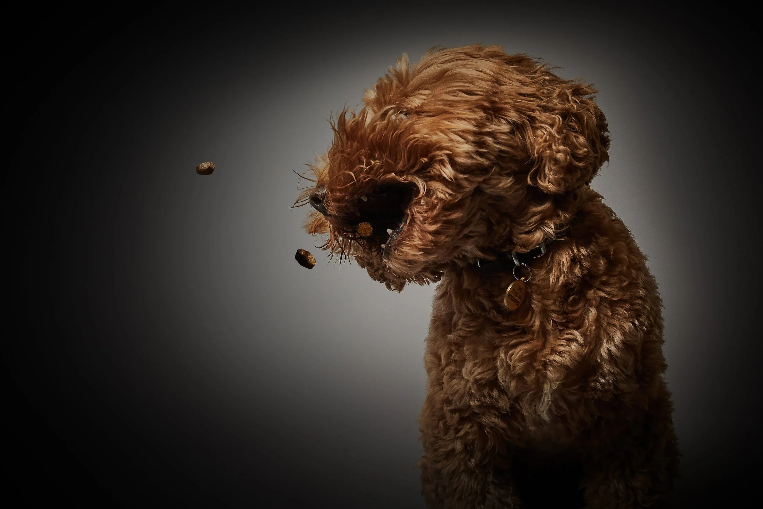 BA_Eukanuba12796.jpg