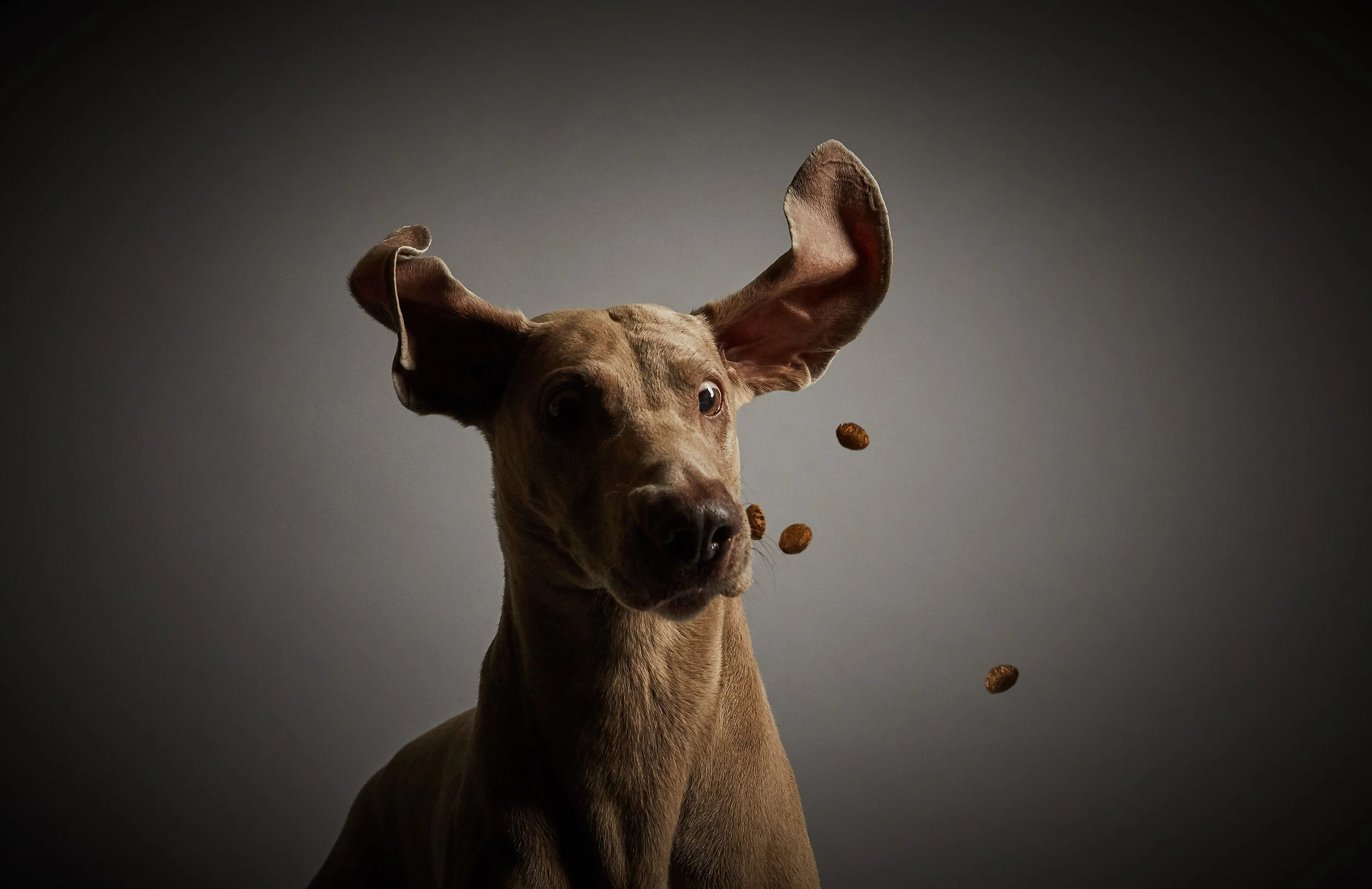 BA_Eukanuba13485.jpg