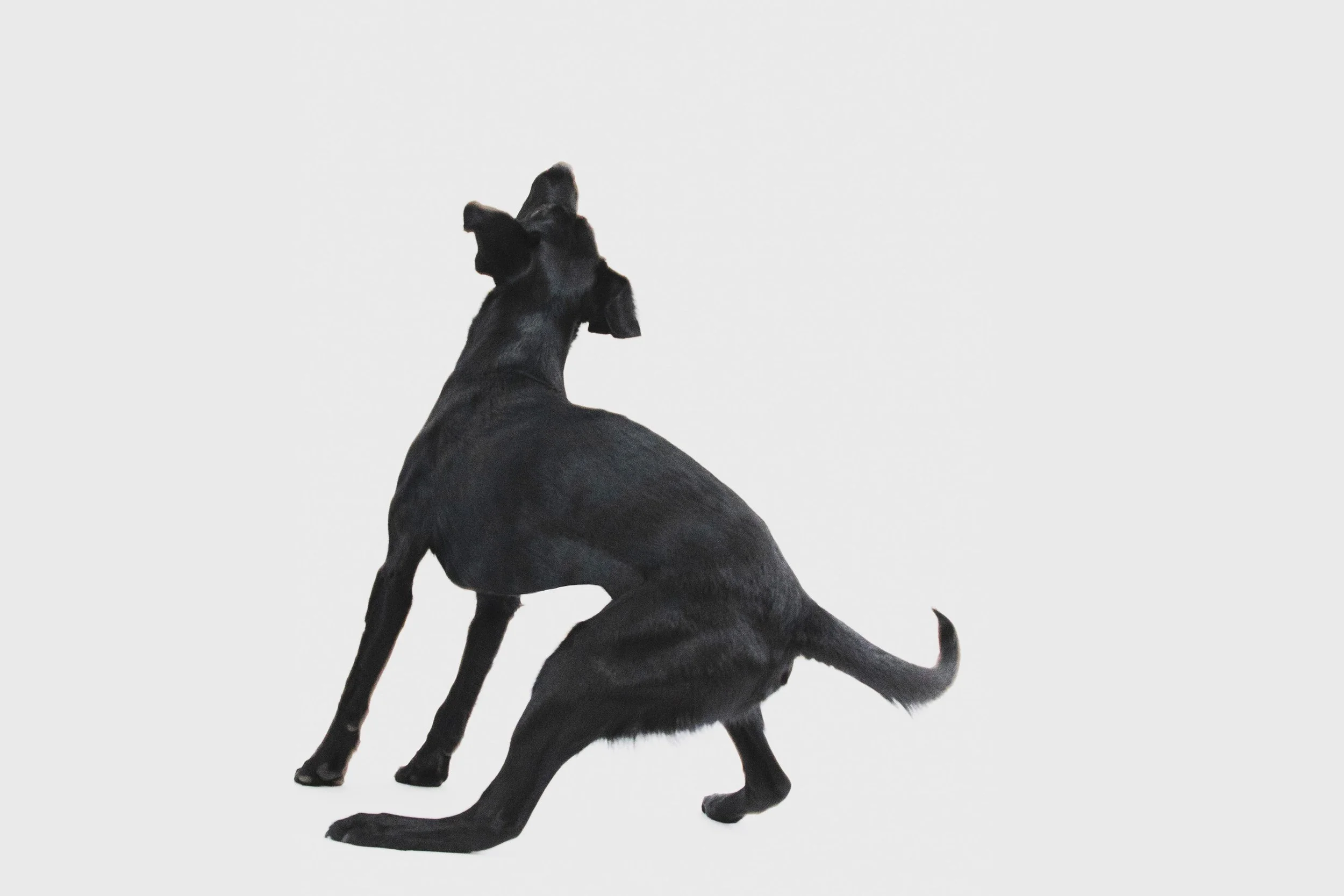 BlackLab_Untitled-2.jpg