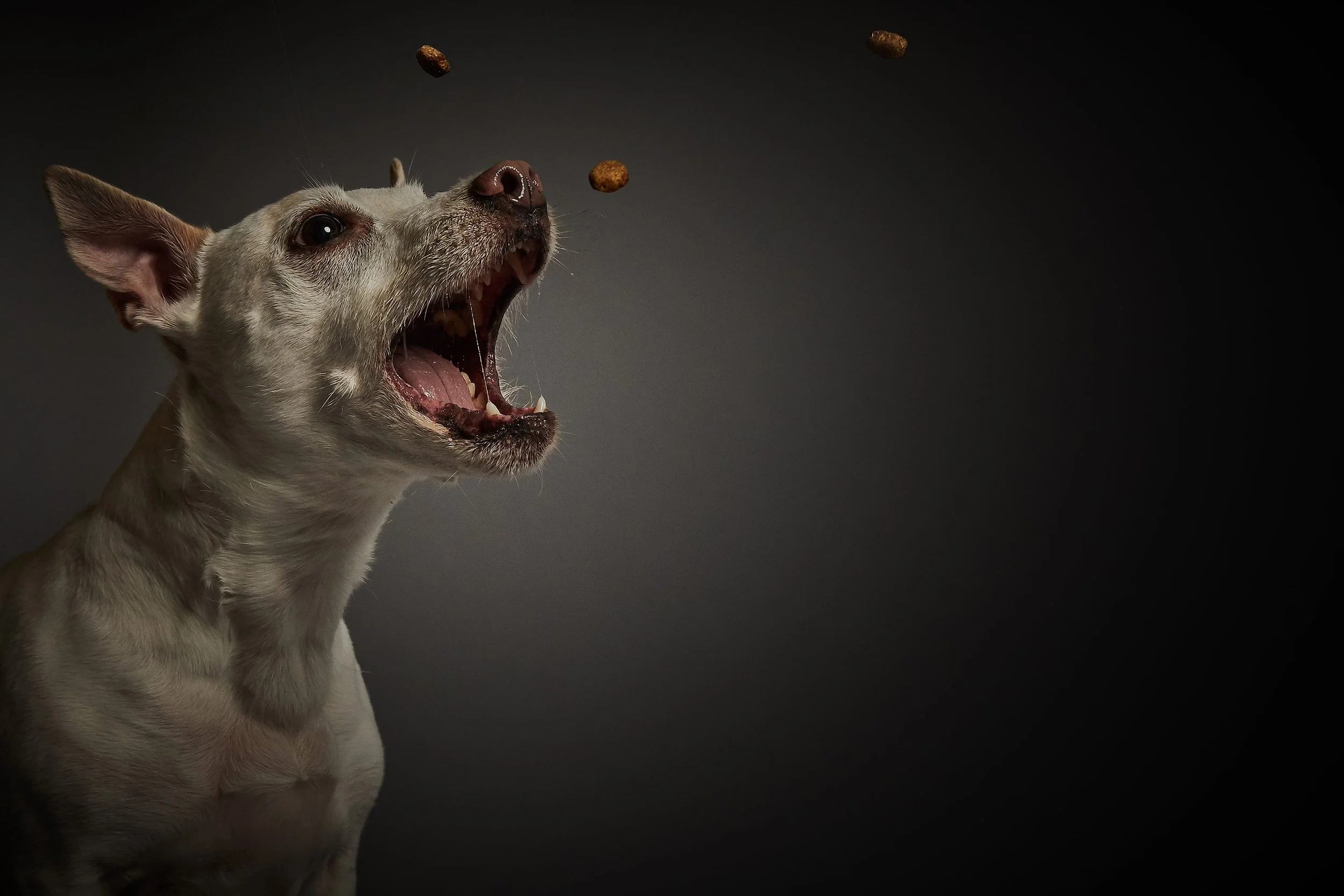 BA_Eukanuba13420.jpg